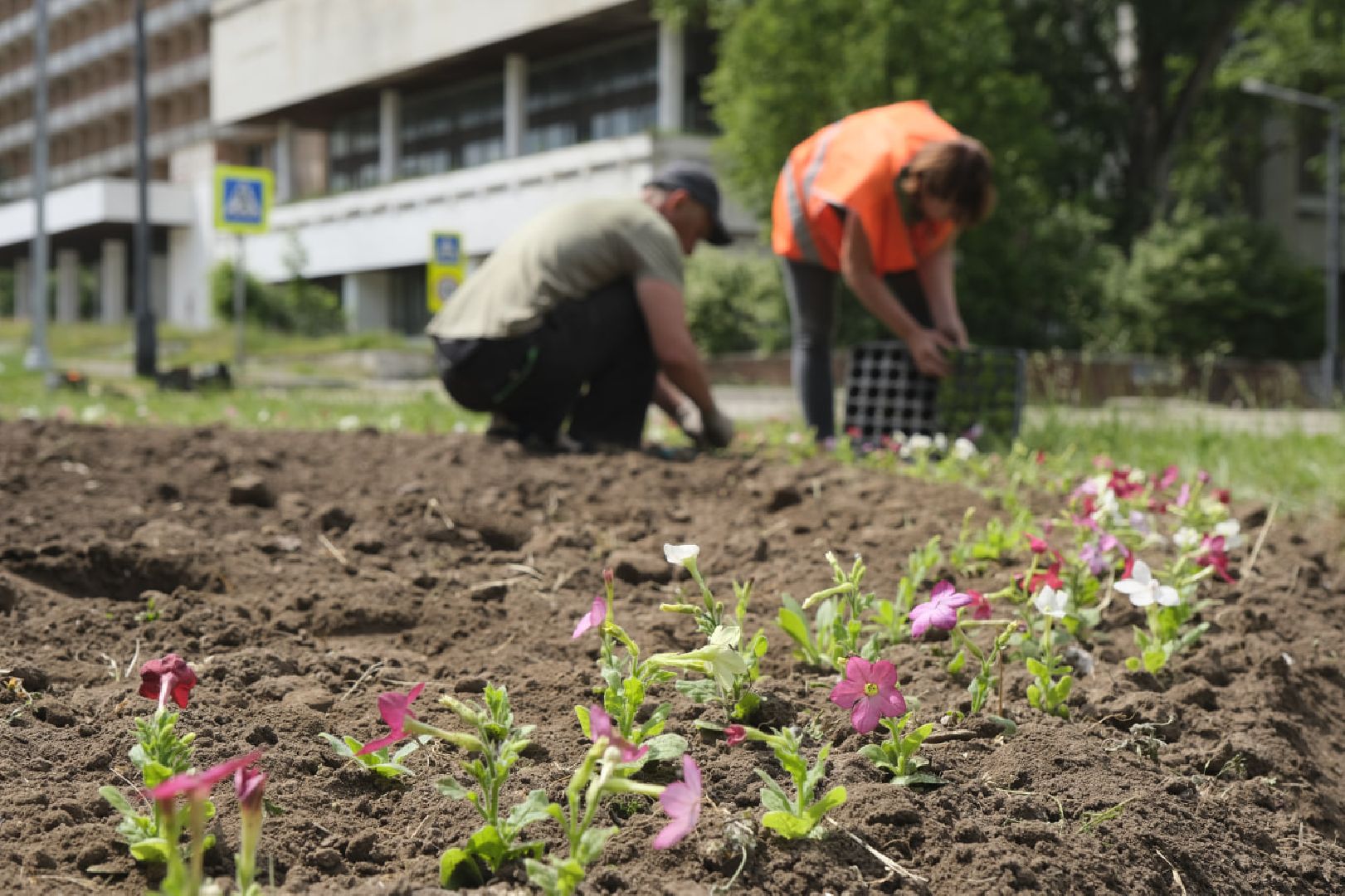 Пущино, благоустройство, клумбы