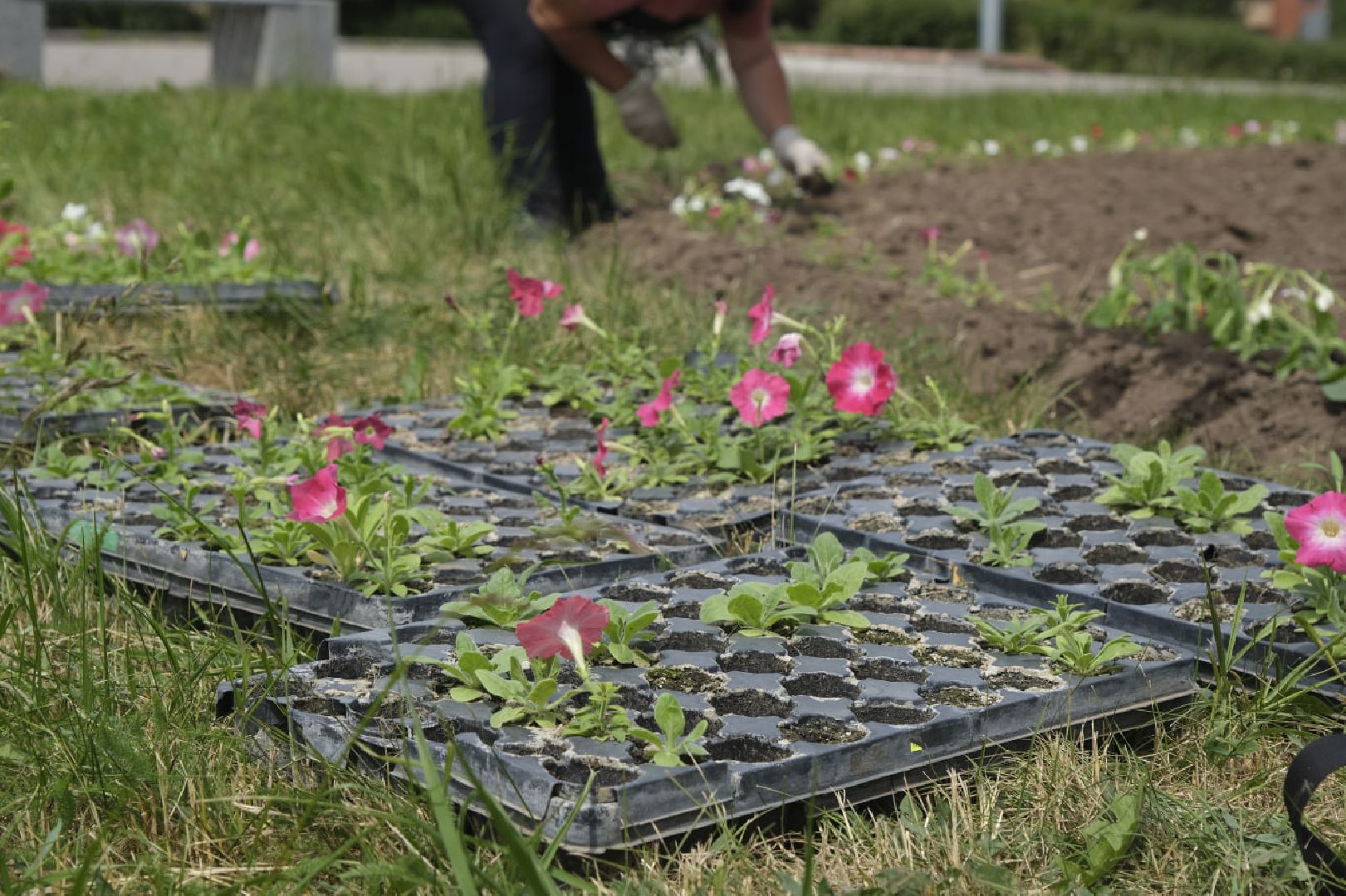Пущино, благоустройство, клумбы