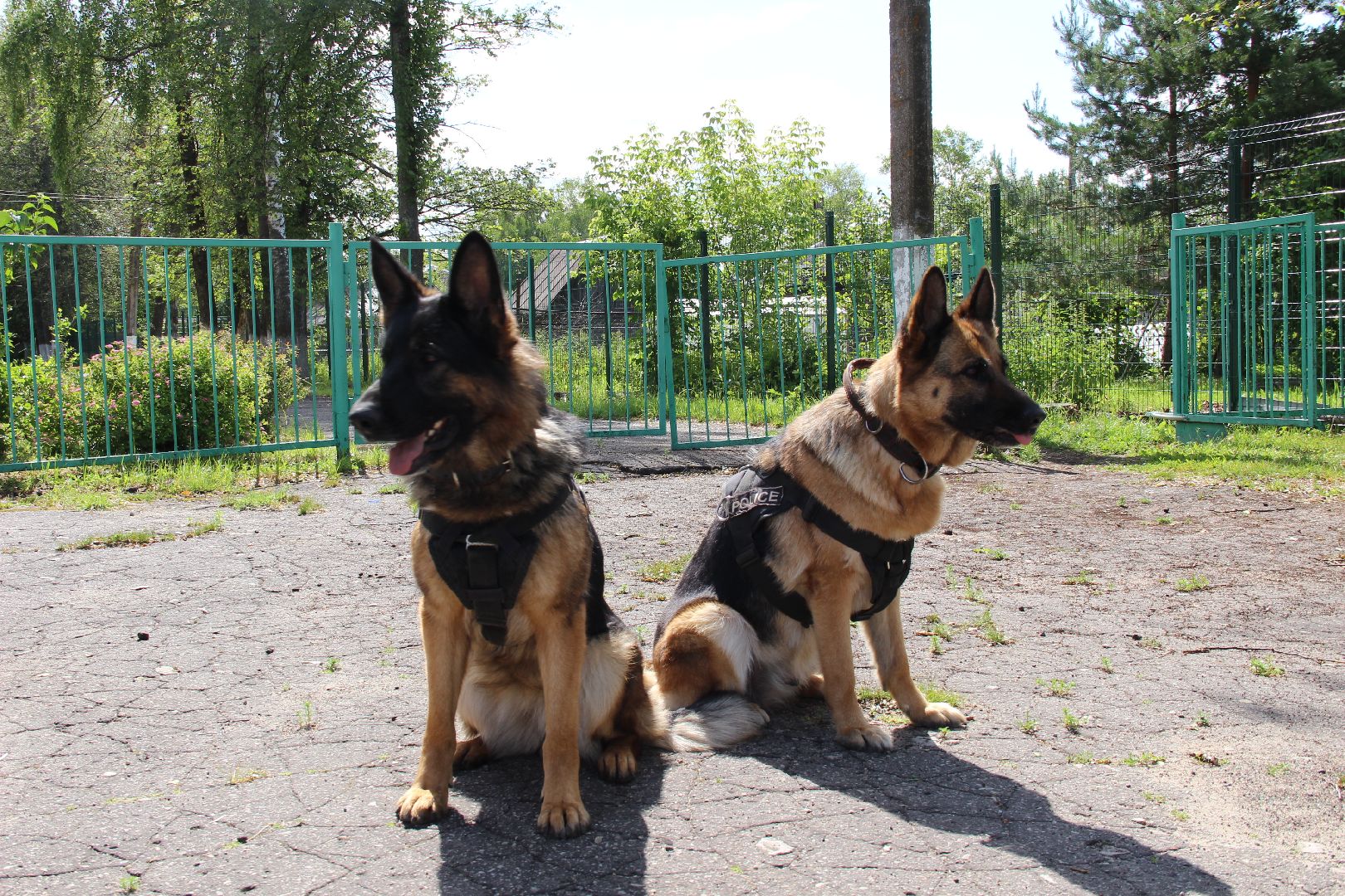 #БольшаяШатура#Рошаль#Денькинолога#Зена#Ита