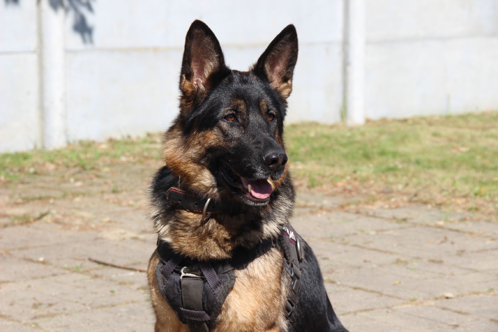 #БольшаяШатура#Рошаль#Денькинолога#Зена#Ита