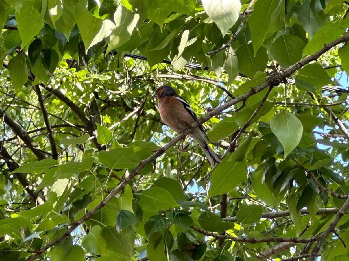Реутов, тополиный пух, врачи, пожарная охрана