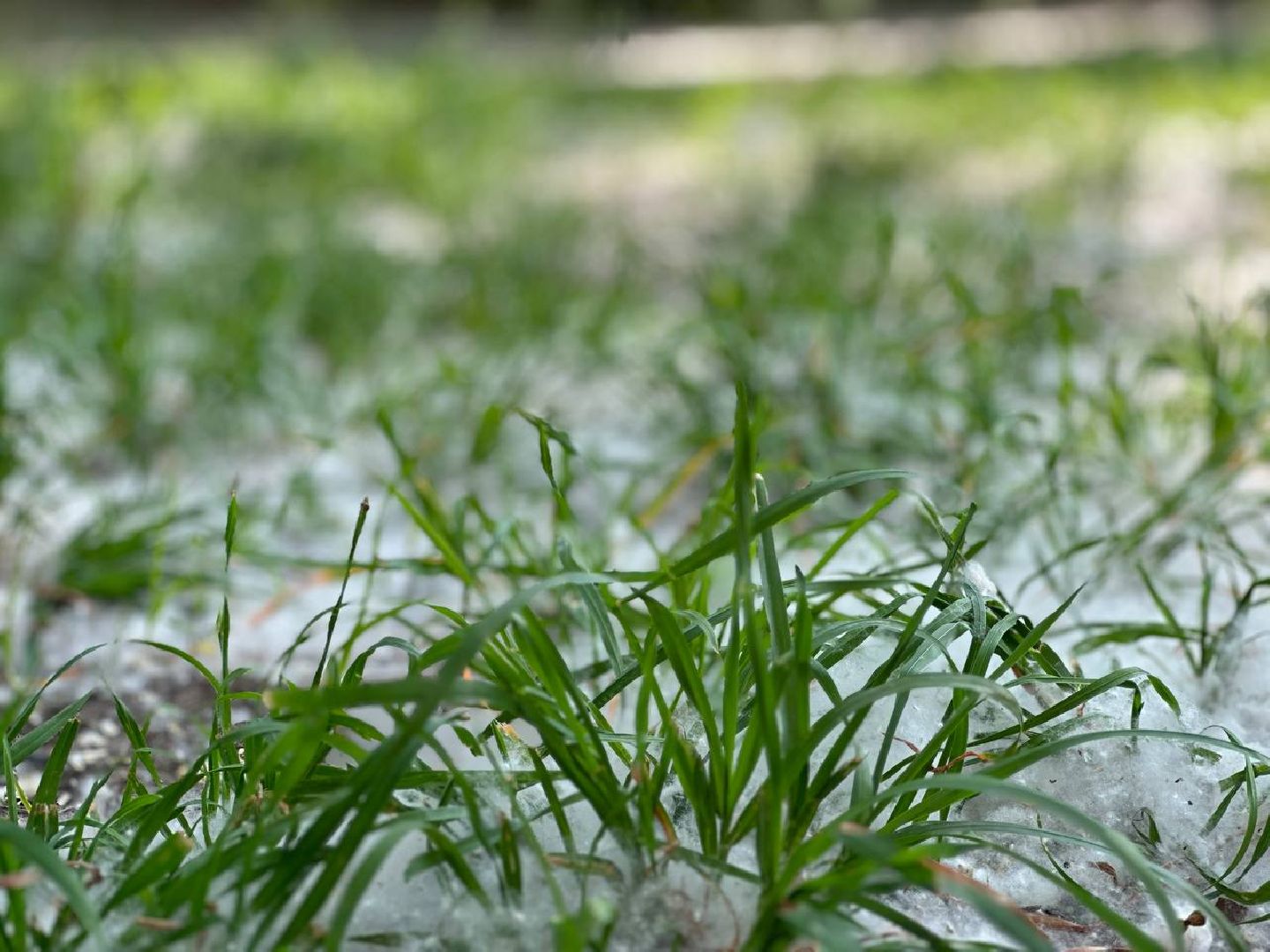 Реутов, тополиный пух, врачи, пожарная охрана