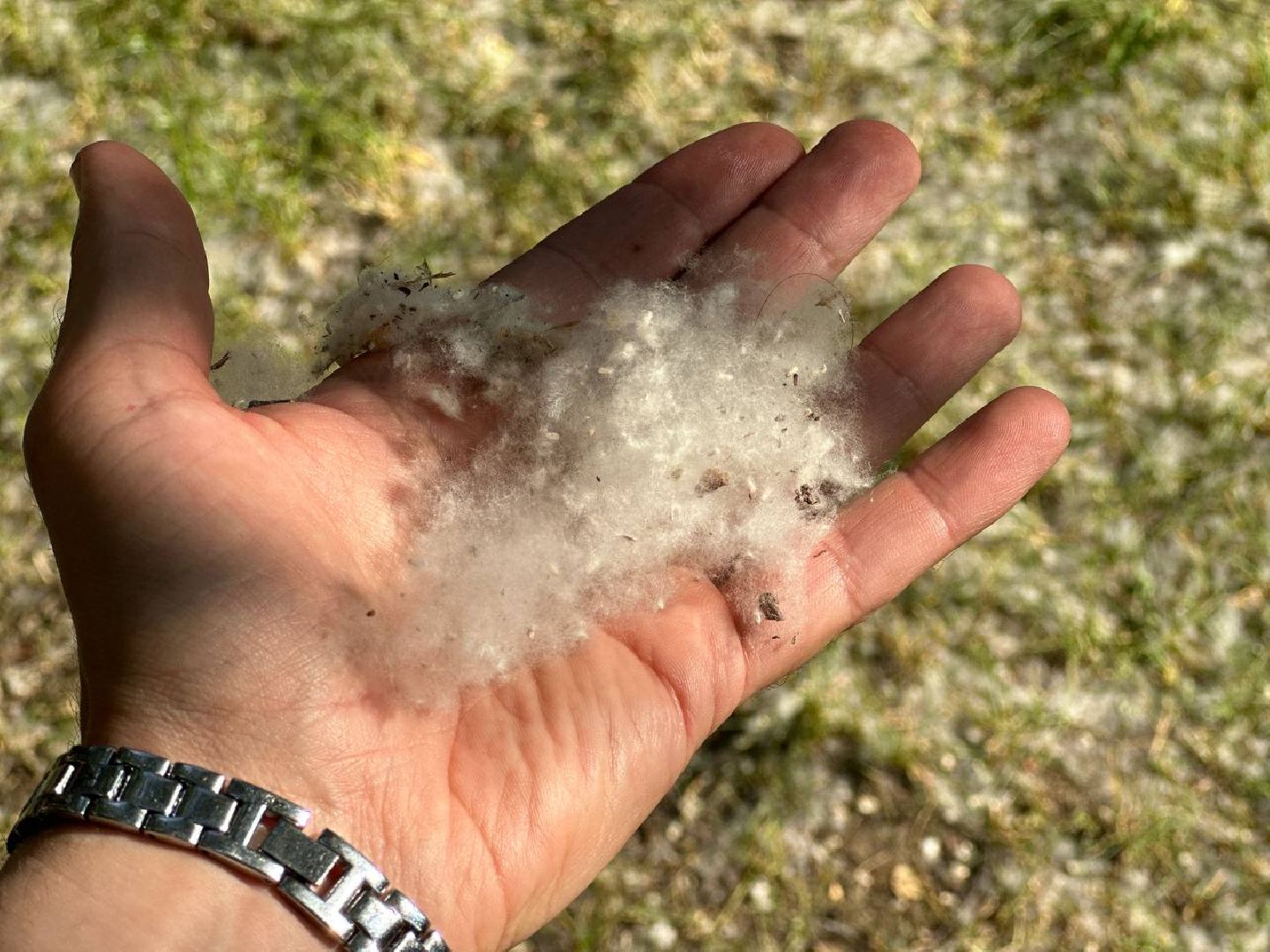 Реутов, тополиный пух, врачи, пожарная охрана