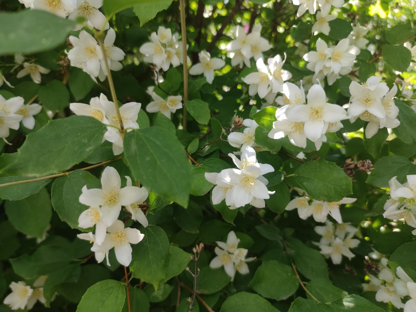 Цветы, лето, чубушник, Дубна