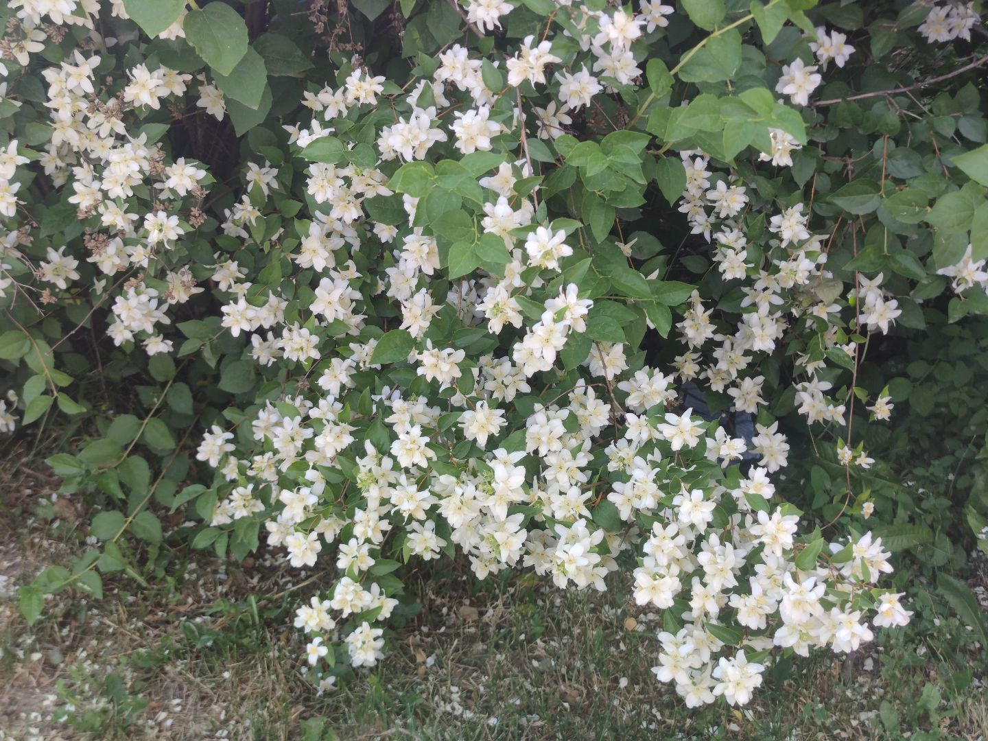 Цветы, лето, чубушник, Дубна