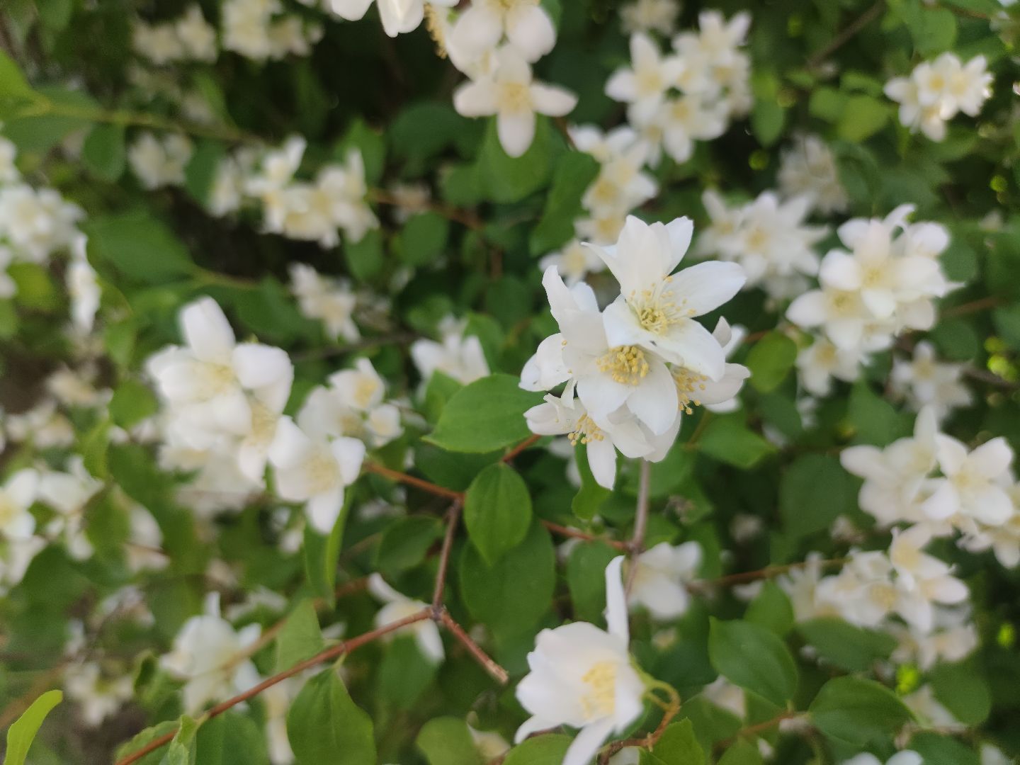 Цветы, лето, чубушник, Дубна