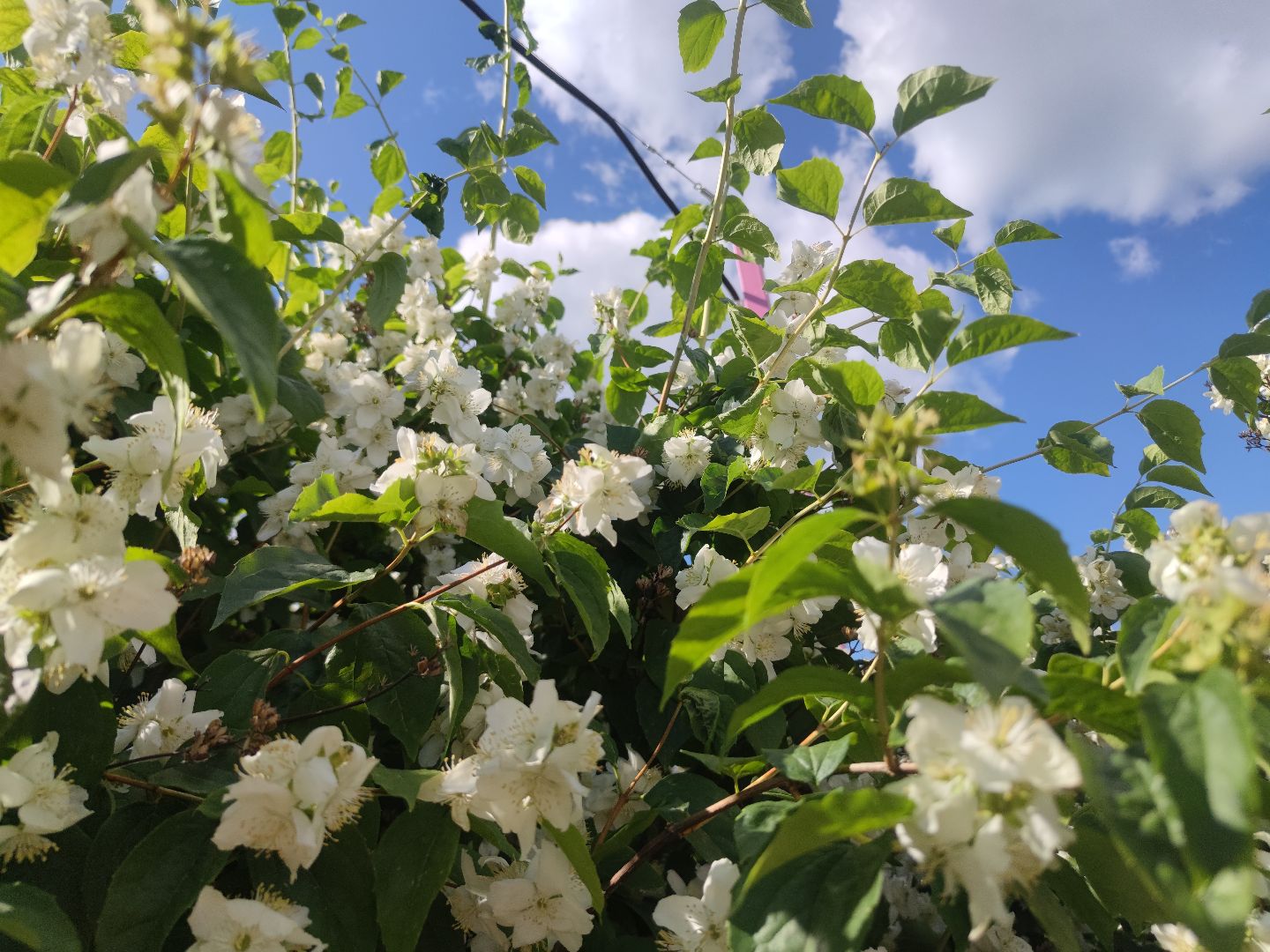 Цветы, лето, чубушник, Дубна