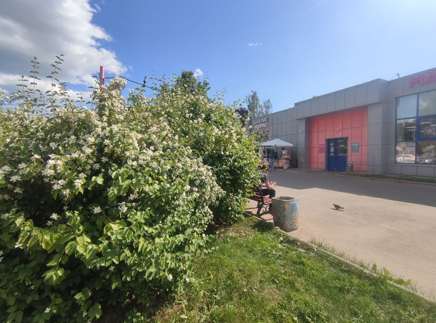 Цветы, лето, чубушник, Дубна