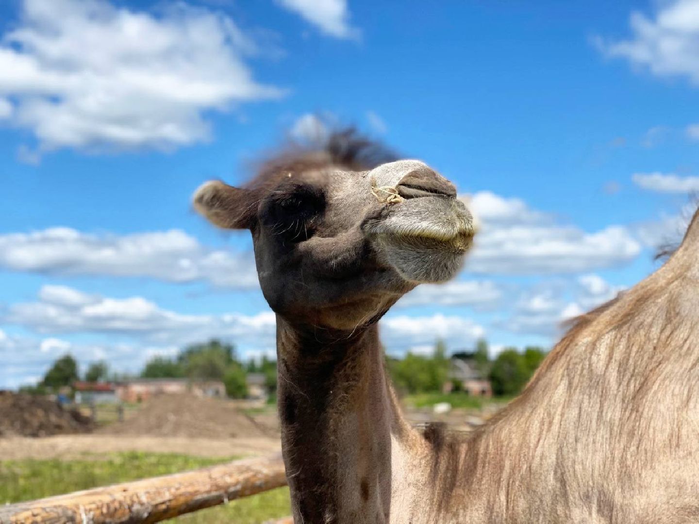 Сергиево-Посадский городской округ, Сергиев Посад, Туризм, Верблюжонок, Чудо, Животный мир, Этнопарк «Кочевник»