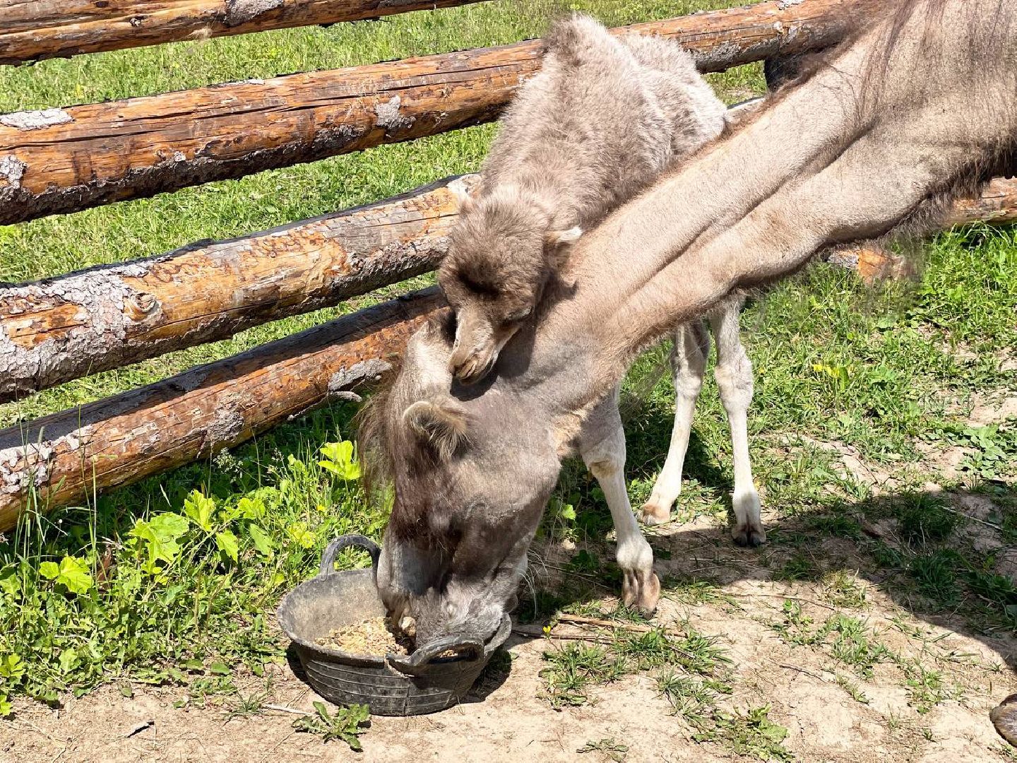 Сергиево-Посадский городской округ, Сергиев Посад, Туризм, Верблюжонок, Чудо, Животный мир, Этнопарк «Кочевник»