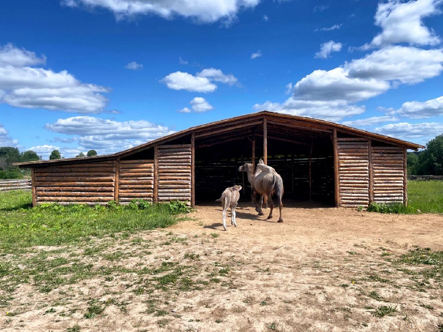 Сергиево-Посадский городской округ, Сергиев Посад, Туризм, Верблюжонок, Чудо, Животный мир, Этнопарк «Кочевник»