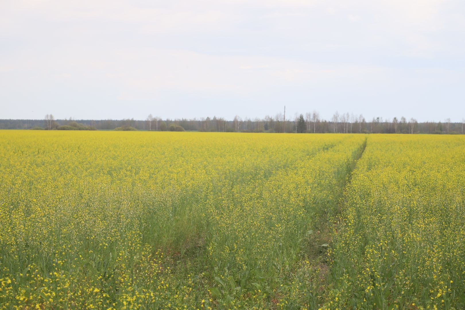 #БольшаяШатура#рапс#красота#Агрофорвард