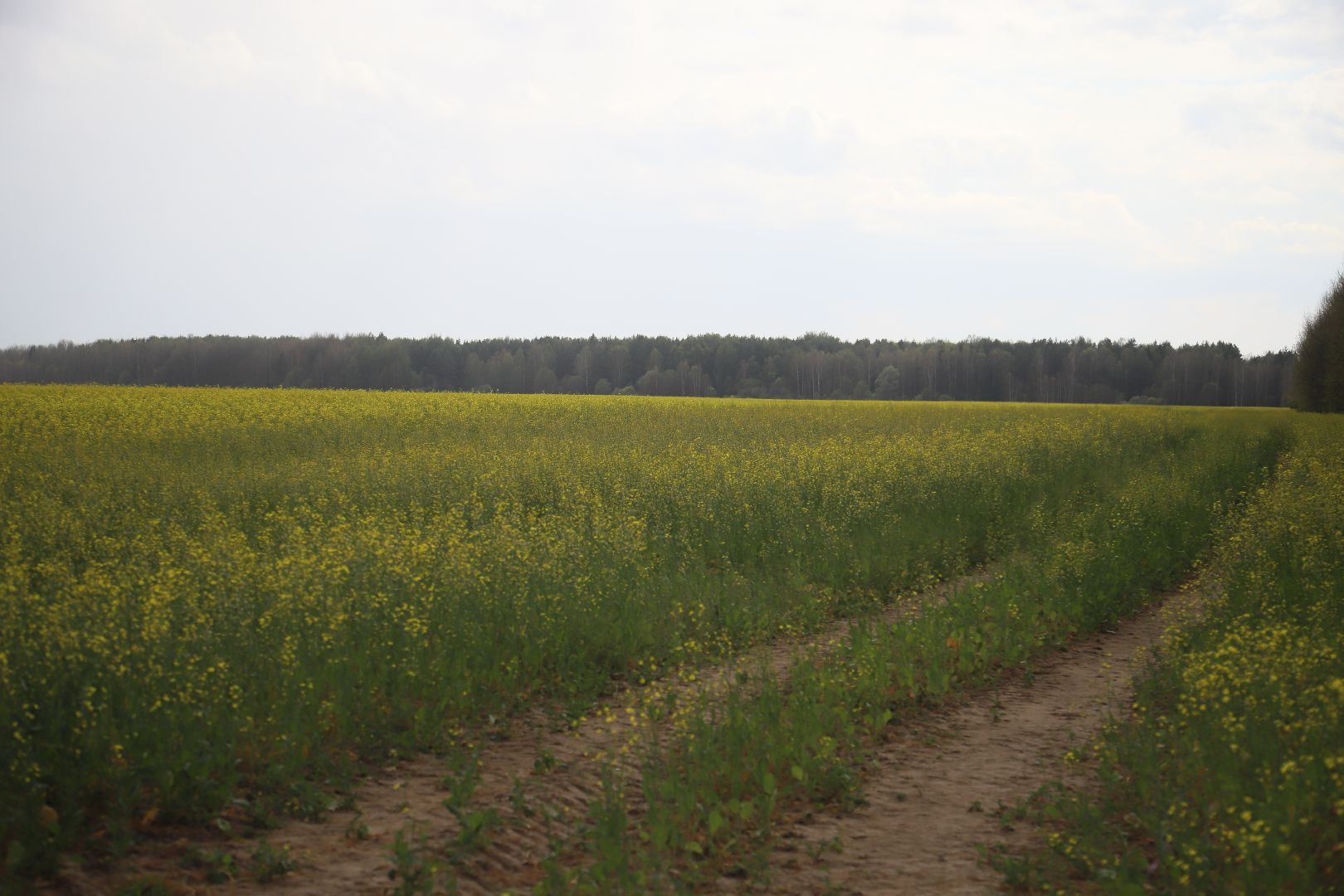 #БольшаяШатура#рапс#красота#Агрофорвард