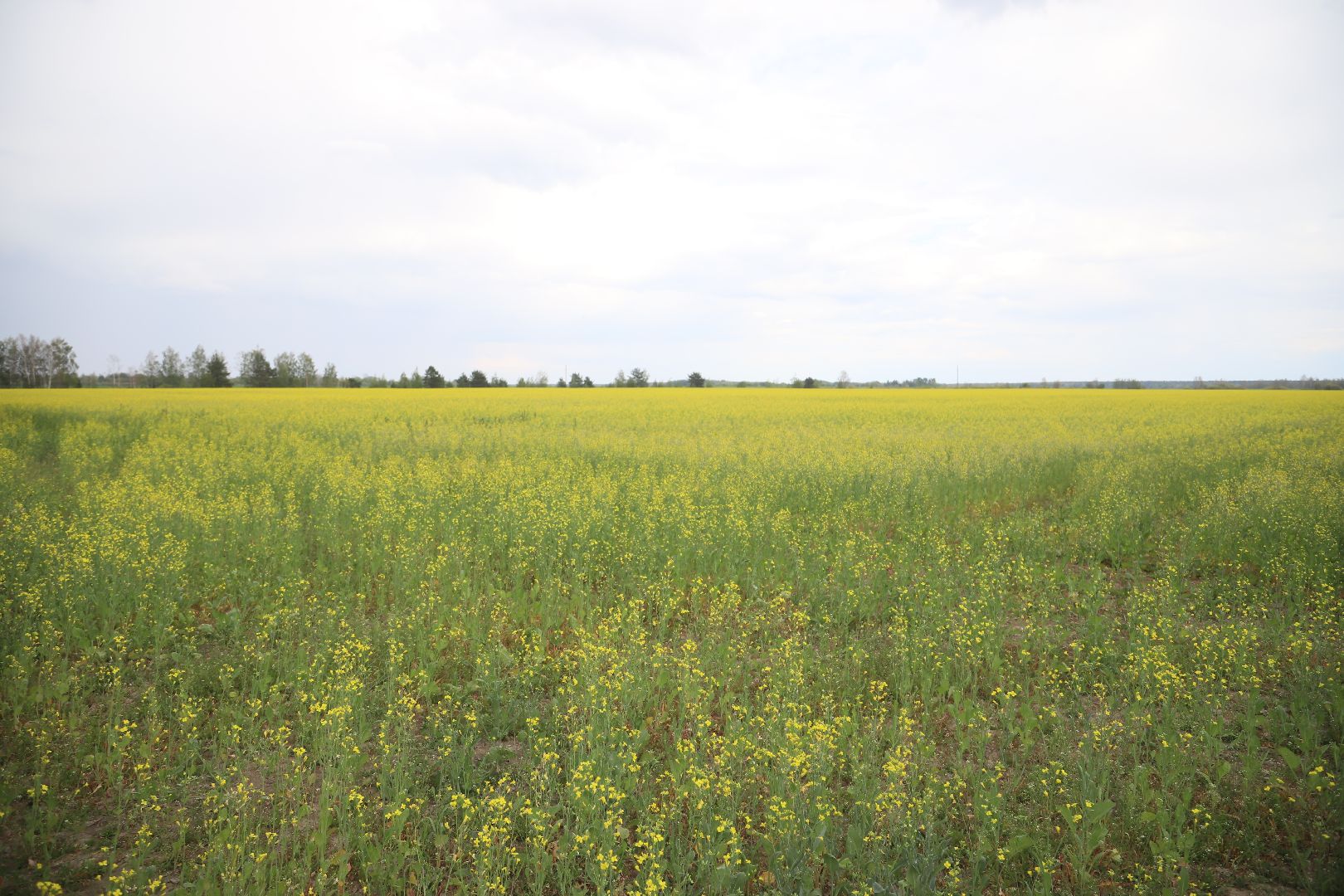 #БольшаяШатура#рапс#красота#Агрофорвард