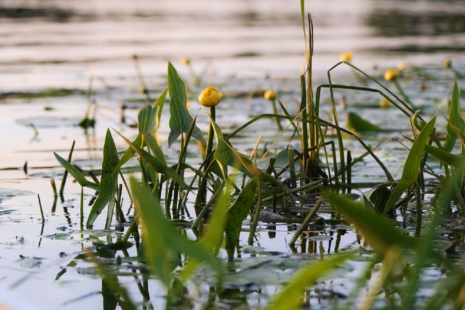 Пущино, экология