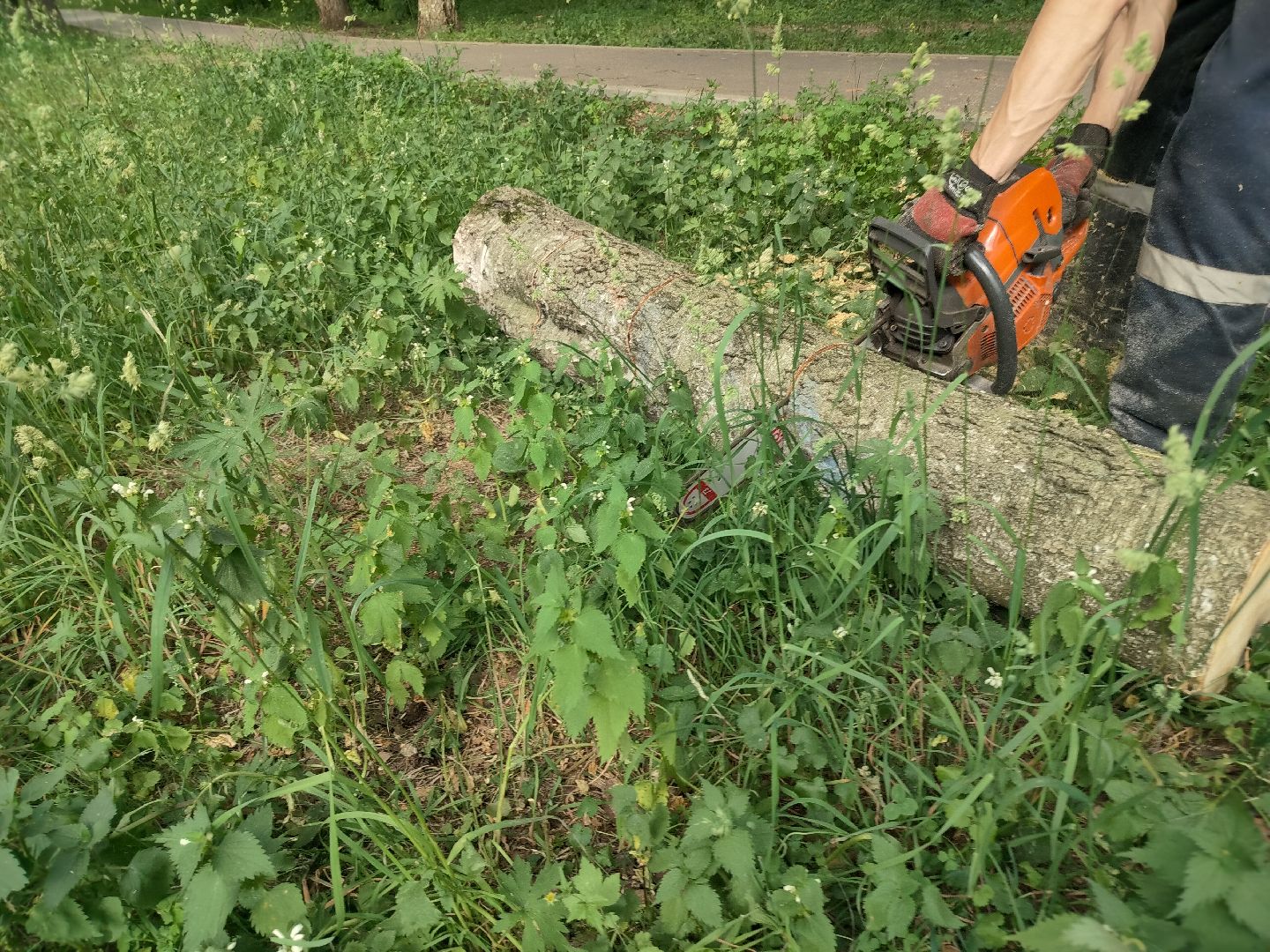 Благоустройство, Комбинат благоустройства, Протвино, деревья, сухостой, безопасность