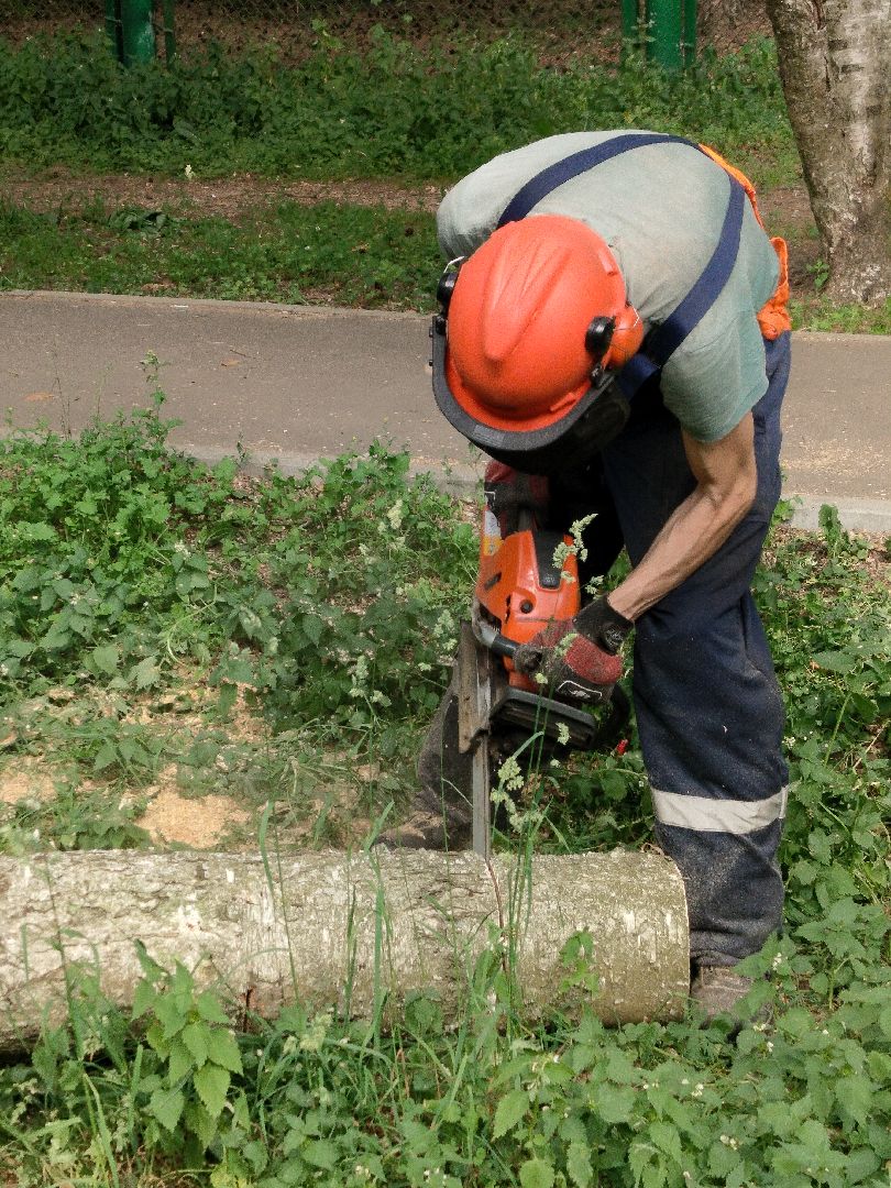 Благоустройство, Комбинат благоустройства, Протвино, деревья, сухостой, безопасность