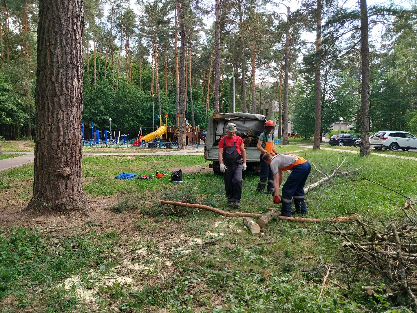 Благоустройство, Комбинат благоустройства, Протвино, деревья, сухостой, безопасность