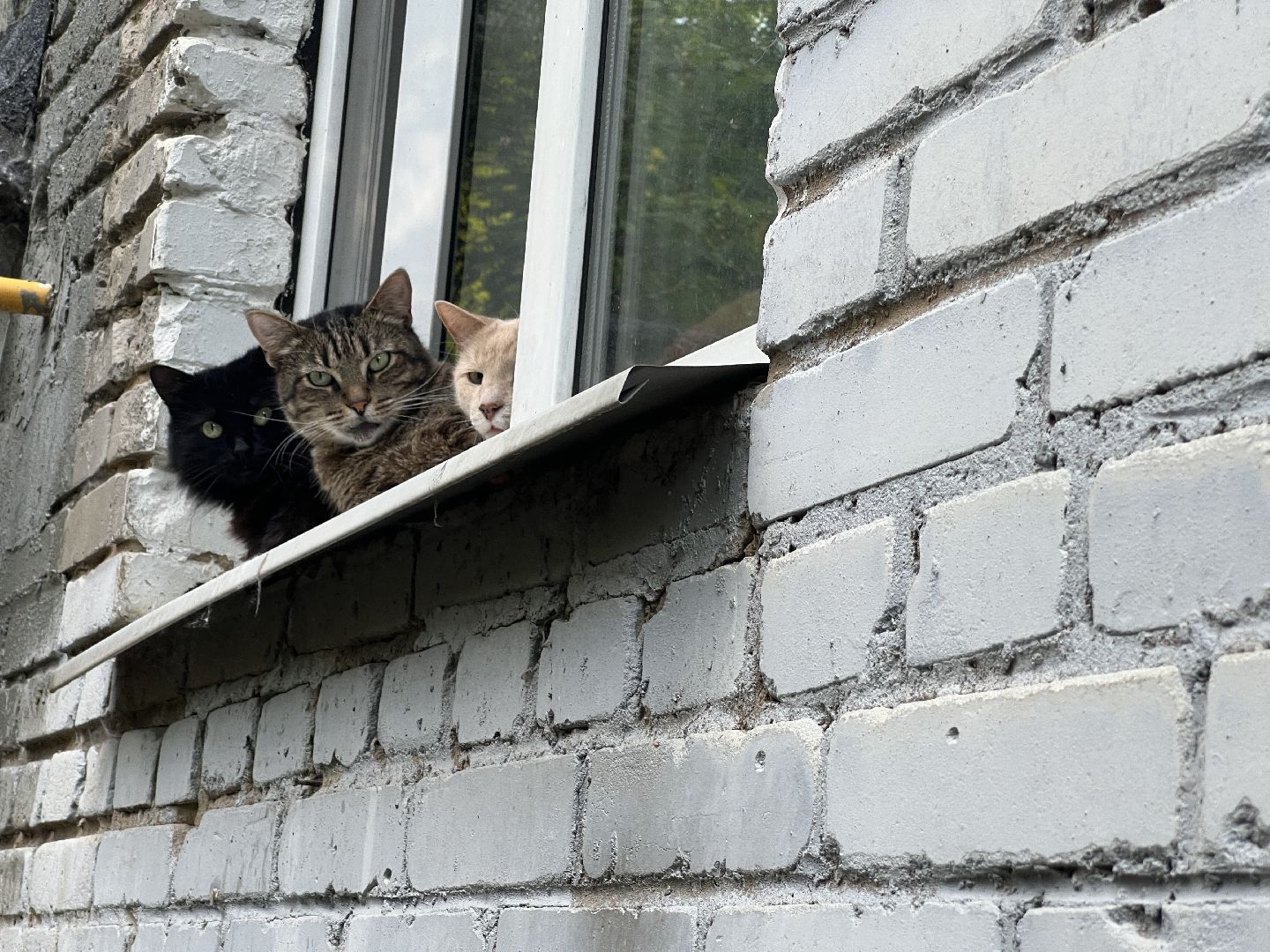 Химки, кошка, ветеринар, домашние животные