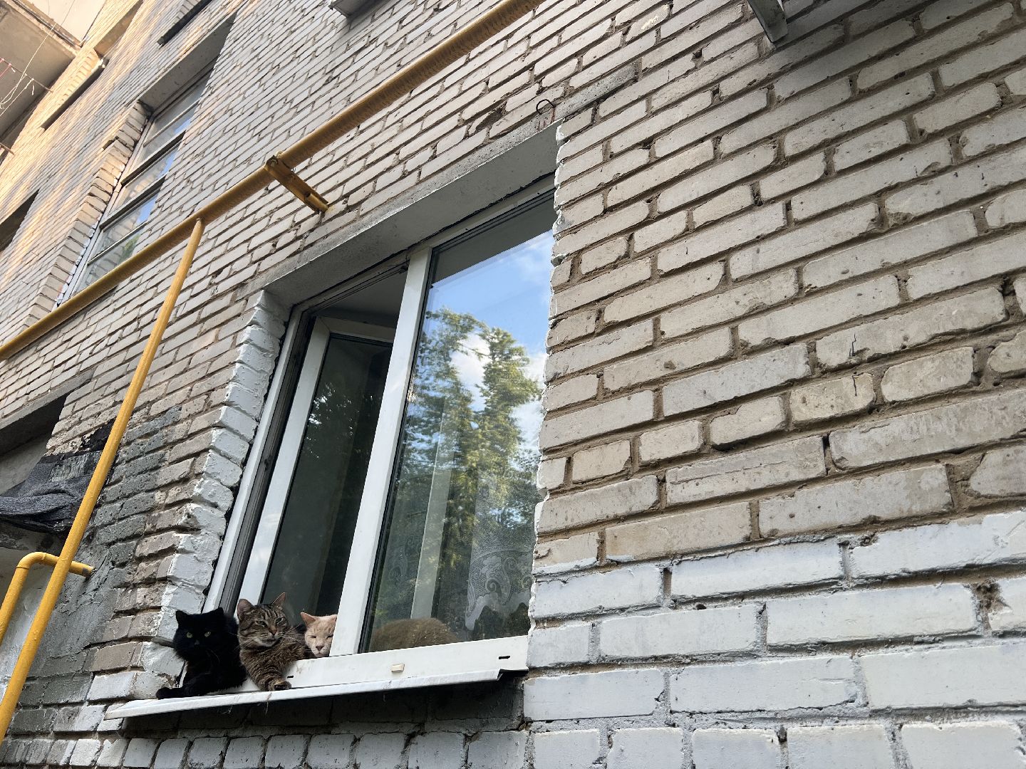 Химки, кошка, ветеринар, домашние животные