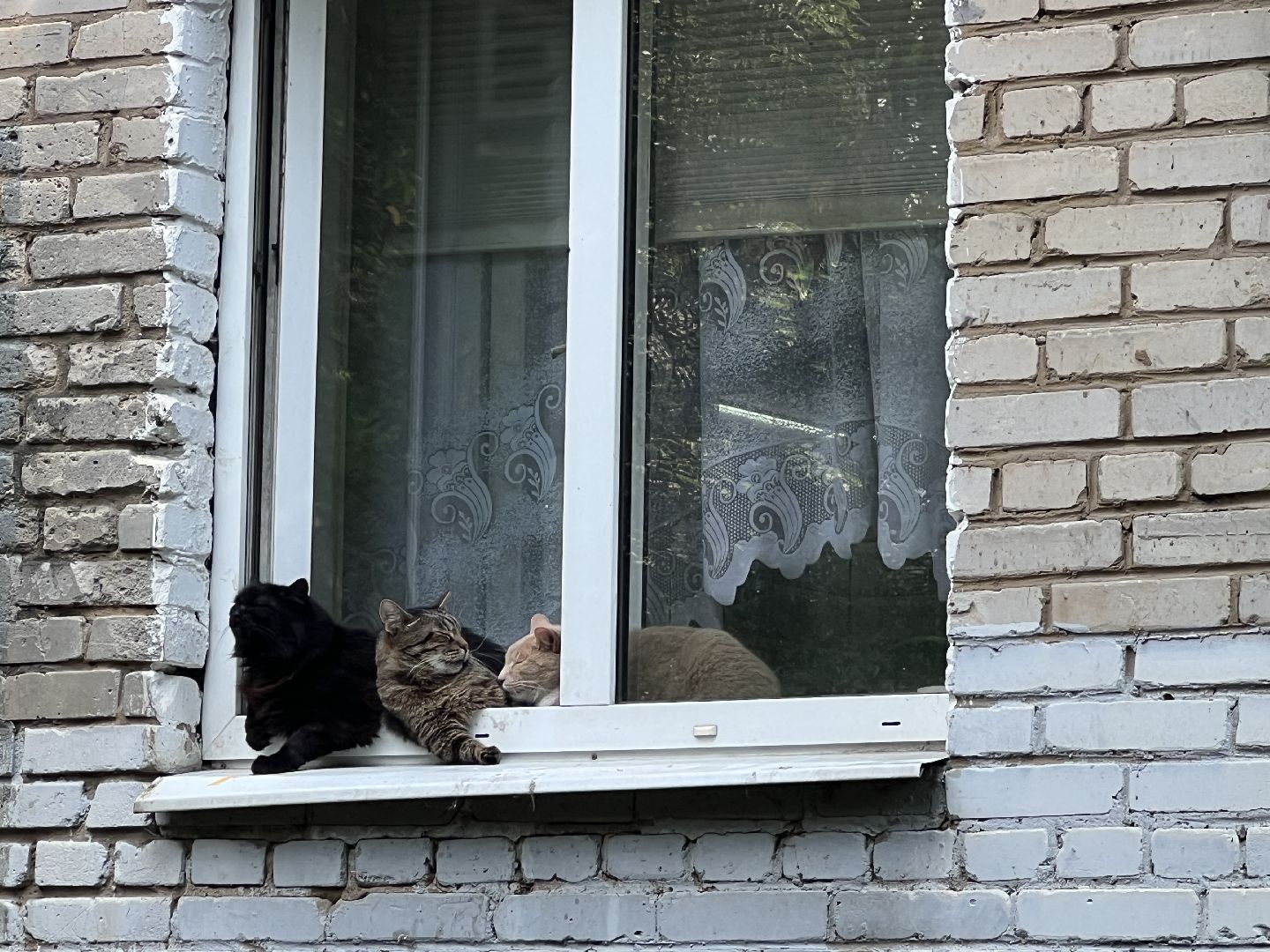 Химки, кошка, ветеринар, домашние животные