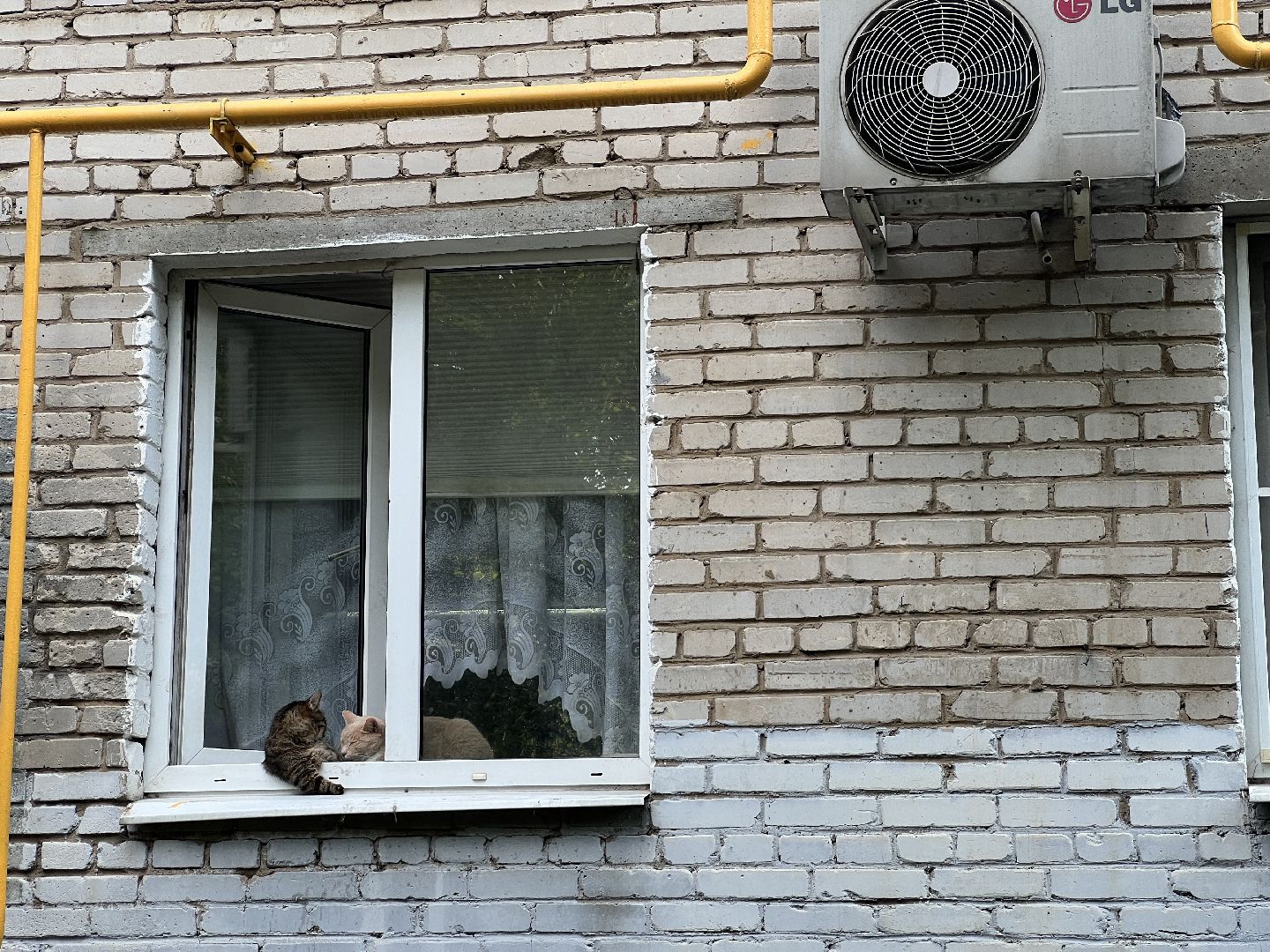 Химки, кошка, ветеринар, домашние животные