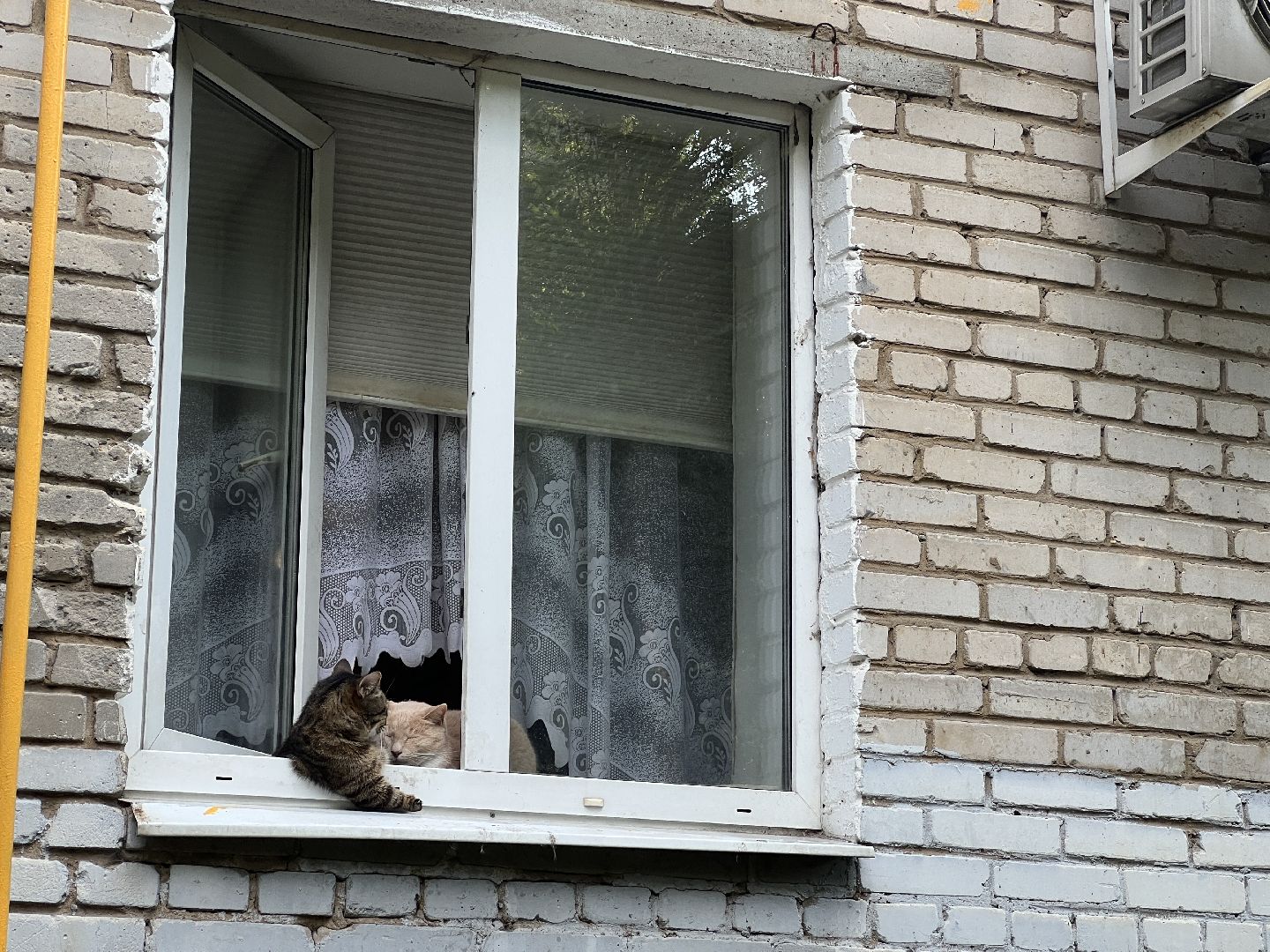 Химки, кошка, ветеринар, домашние животные