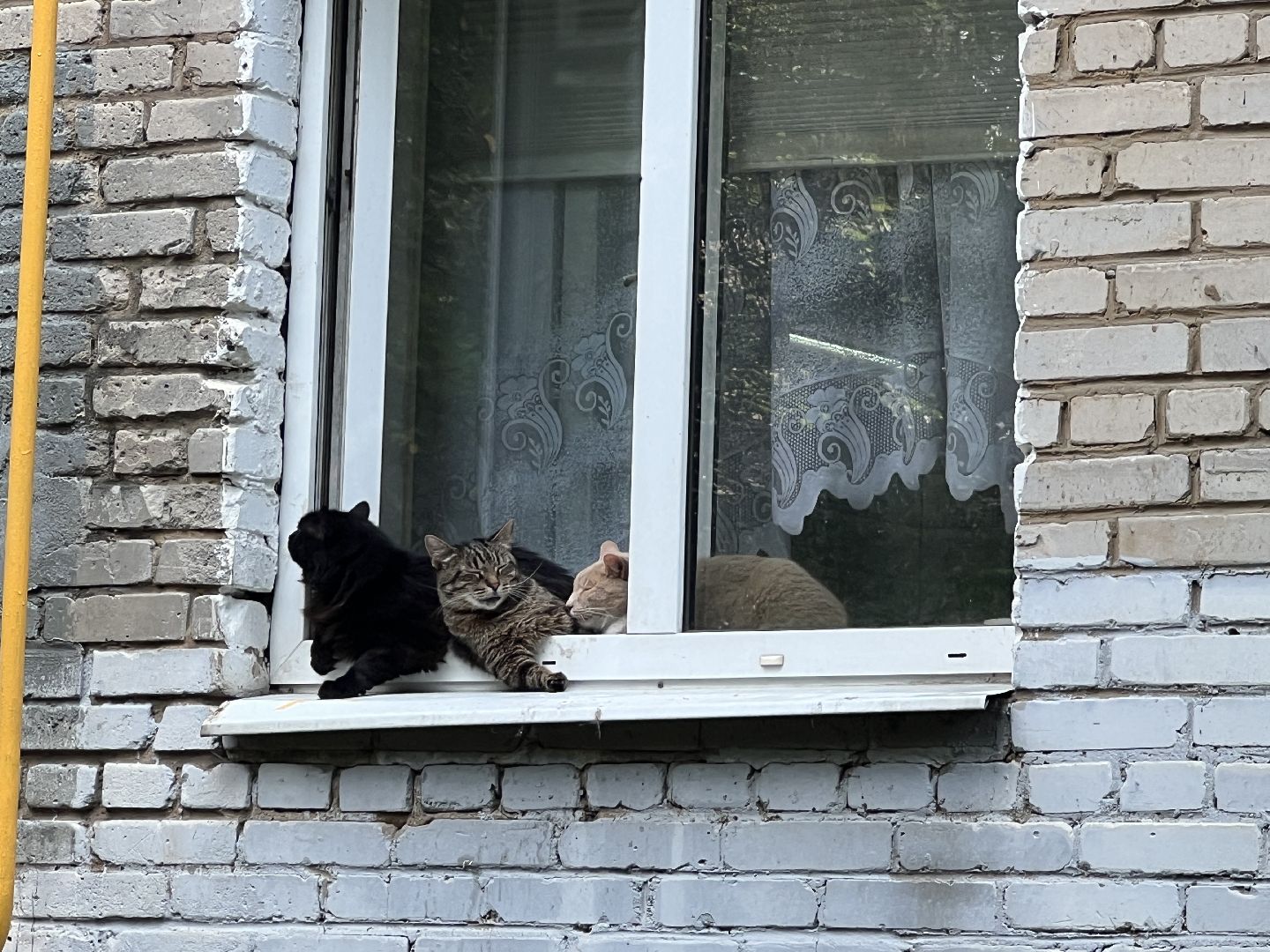 Химки, кошка, ветеринар, домашние животные