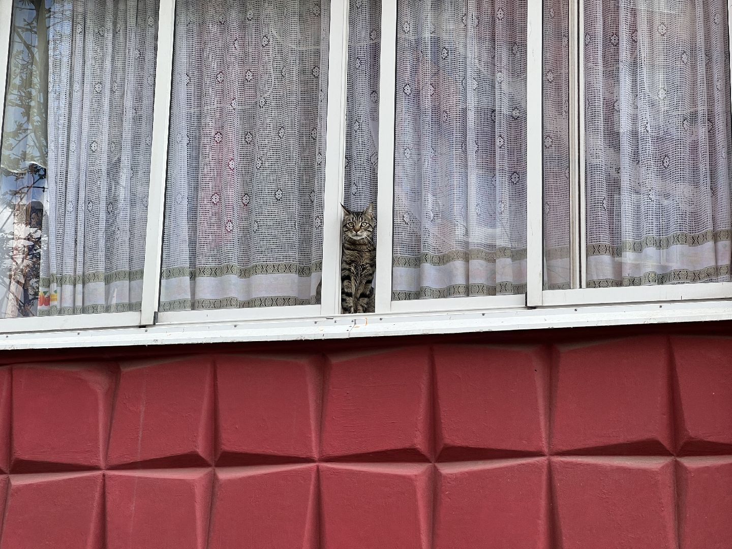 Химки, кошка, ветеринар, домашние животные