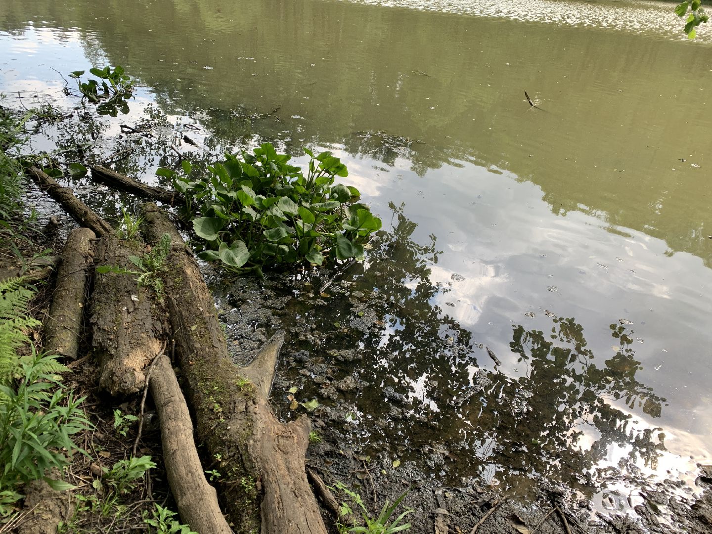 Балашиха, Подмосковье, благоустройство, экология, 100 прудов и озёр, пруды, водоёмы, экология