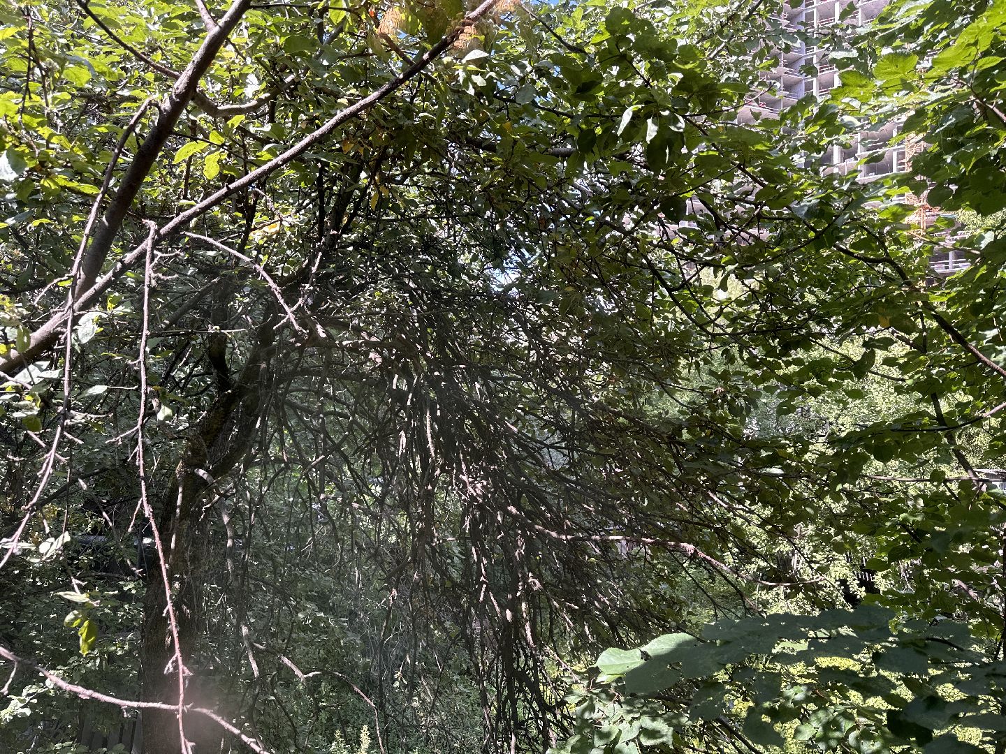 Одинцово, Расселение, Добросовестный Застройщик