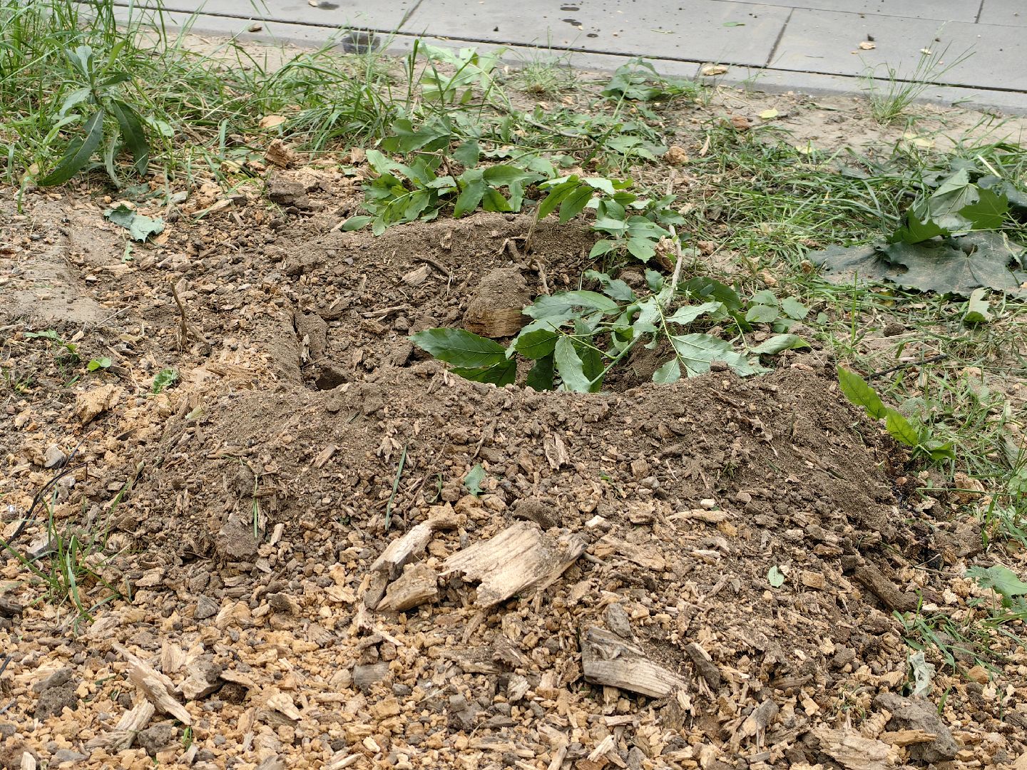 Пень, спил, деревья, благоустройство