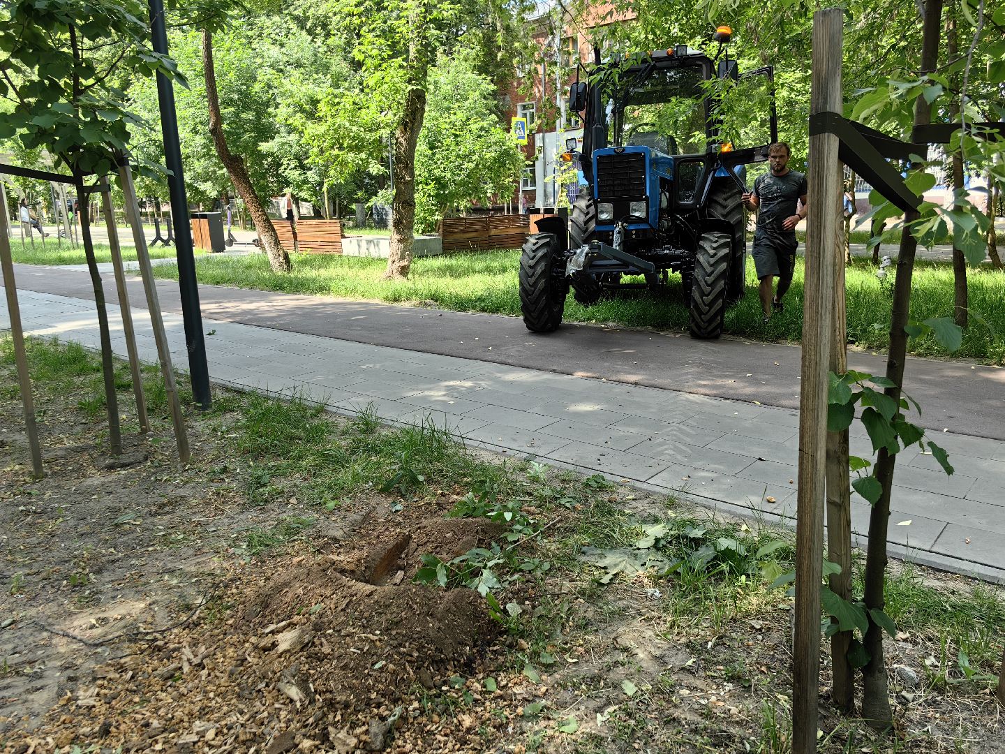 Пень, спил, деревья, благоустройство