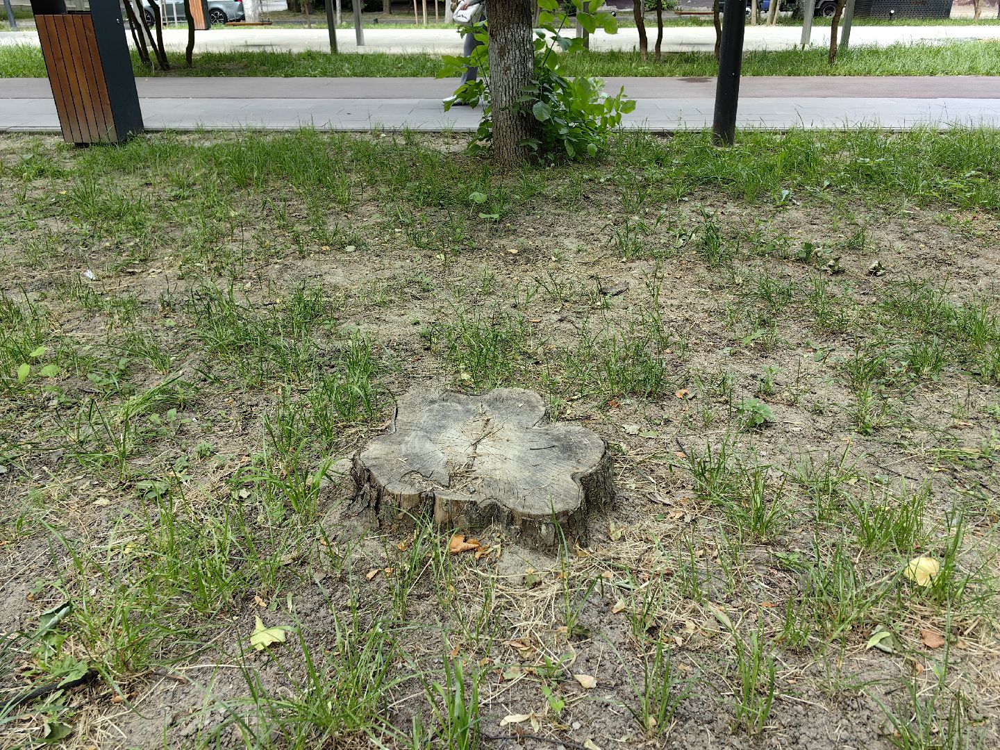 Пень, спил, деревья, благоустройство