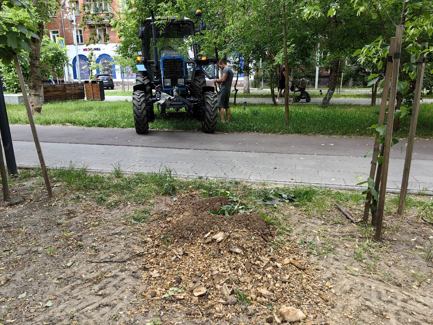 Пень, спил, деревья, благоустройство