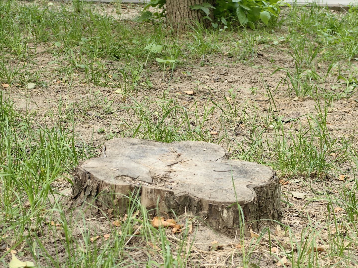 Пень, спил, деревья, благоустройство