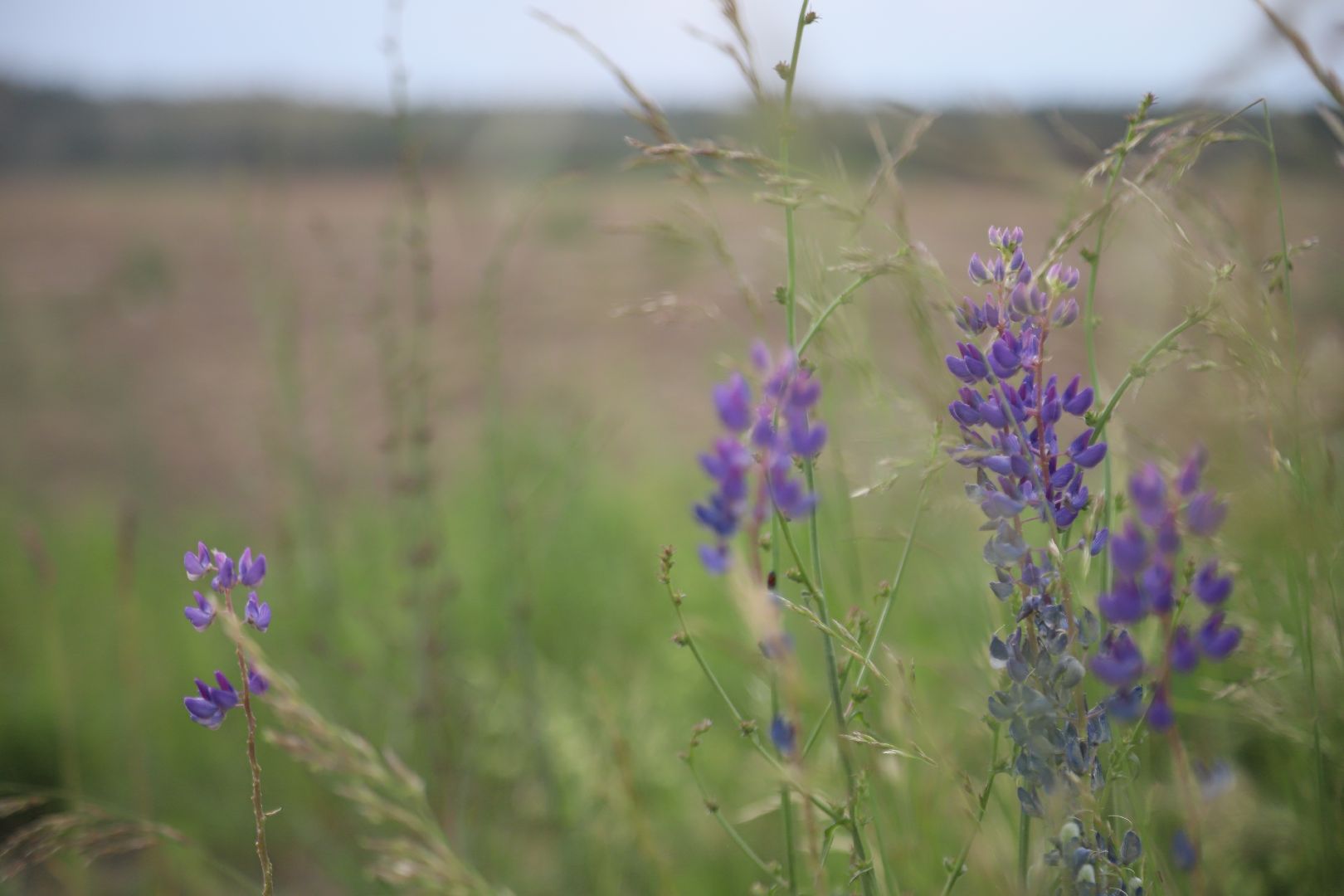 #БольшаяШатура#озимые#сельскоехозяйство