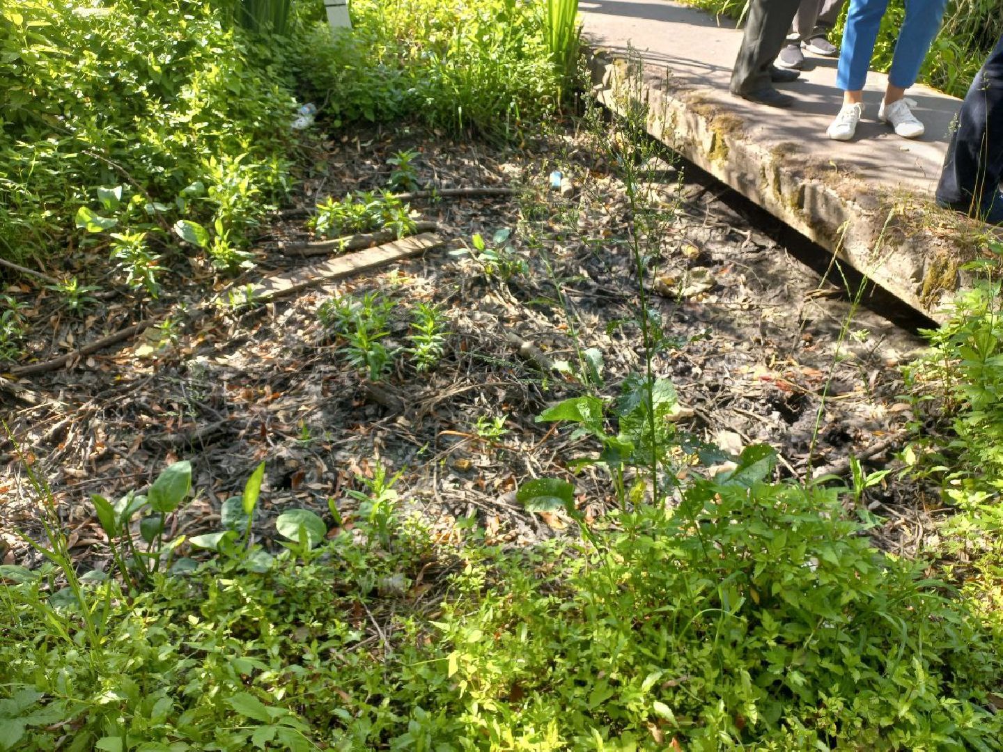 Солнечногорск, жкх, водоотведение, ливневка, жители