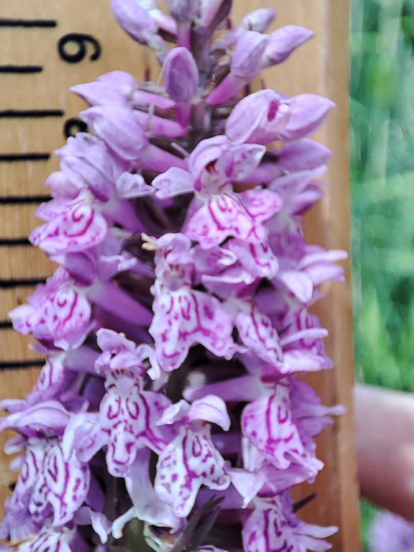 #природавпарке, #солнечныйберег, #орхидеи, #редкиевиды, #дремлек