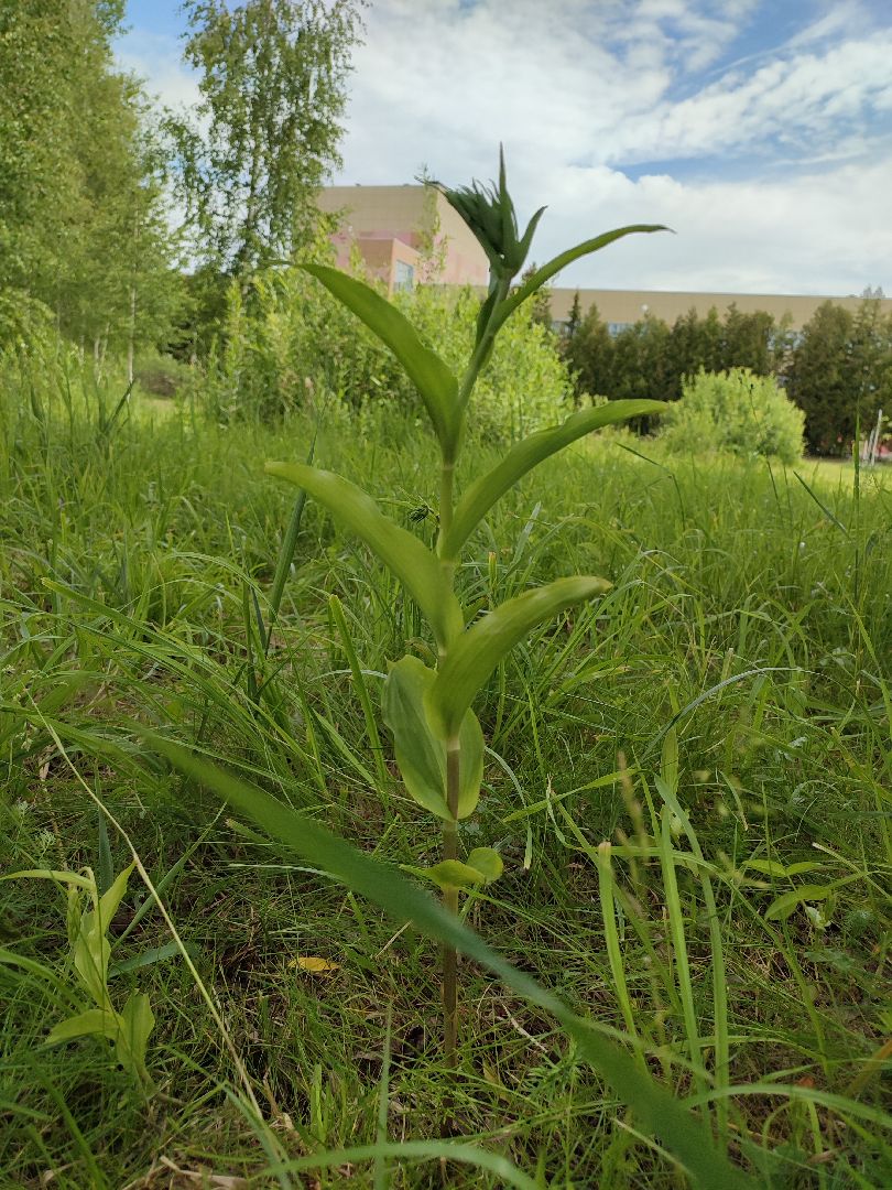 #природавпарке, #солнечныйберег, #орхидеи, #редкиевиды, #дремлек