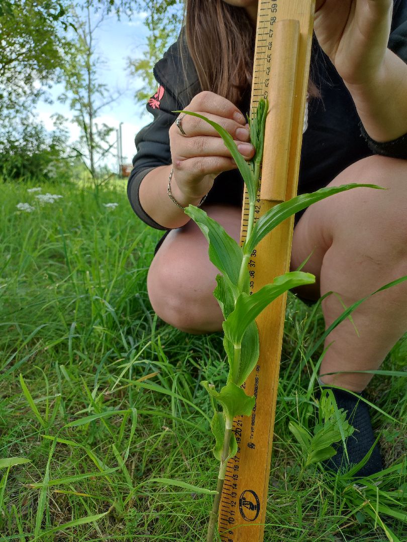 #природавпарке, #солнечныйберег, #орхидеи, #редкиевиды, #дремлек