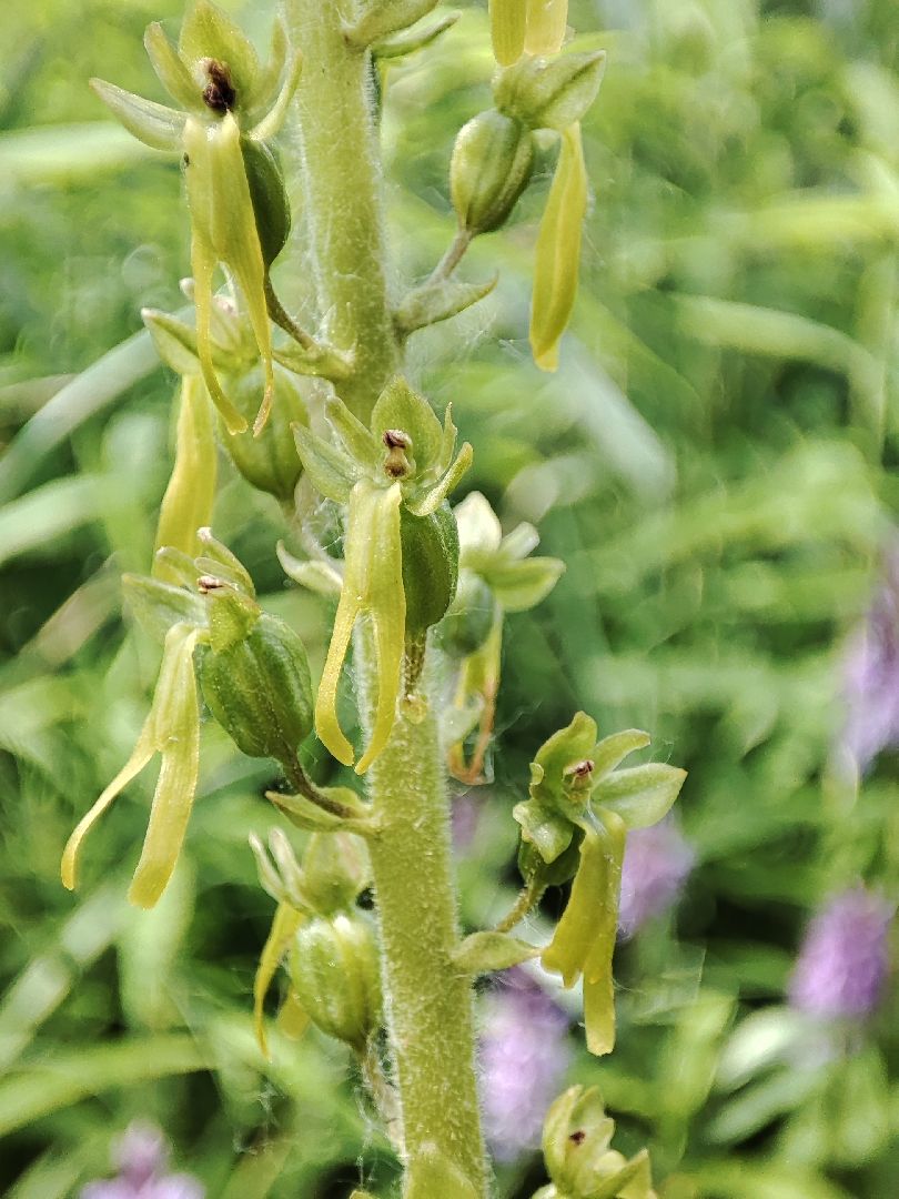 #природавпарке, #солнечныйберег, #орхидеи, #редкиевиды, #дремлек