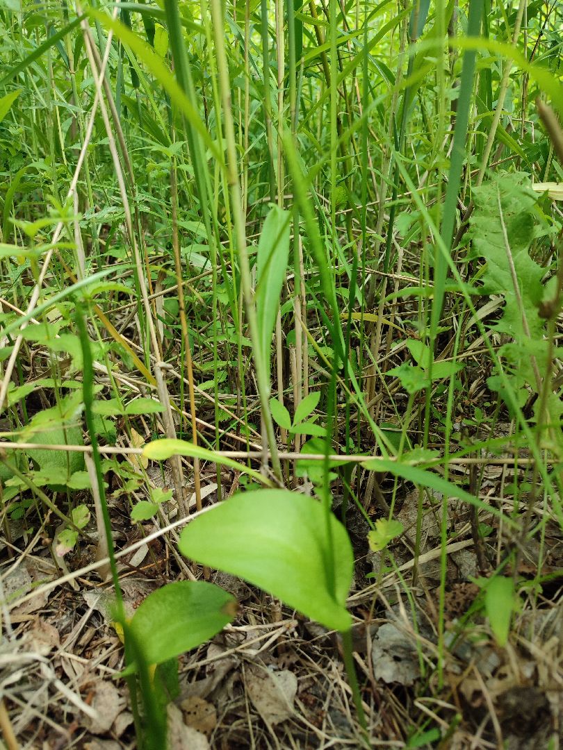 #природавпарке, #солнечныйберег, #орхидеи, #редкиевиды, #дремлек