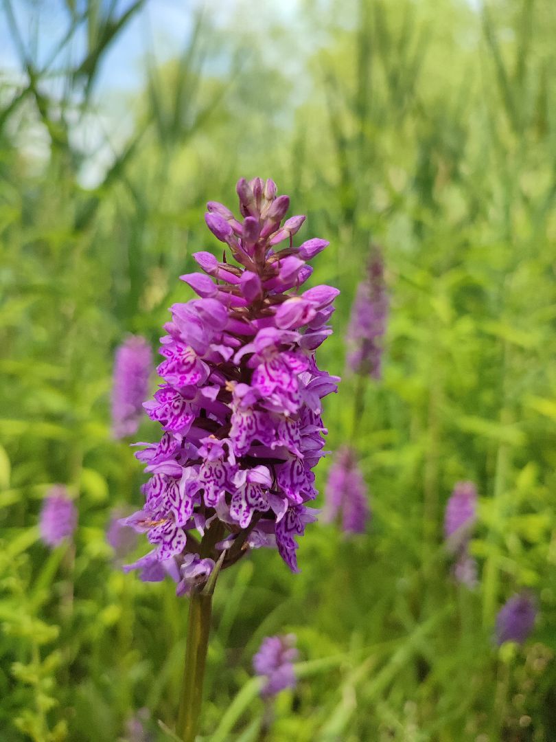 #природавпарке, #солнечныйберег, #орхидеи, #редкиевиды, #дремлек