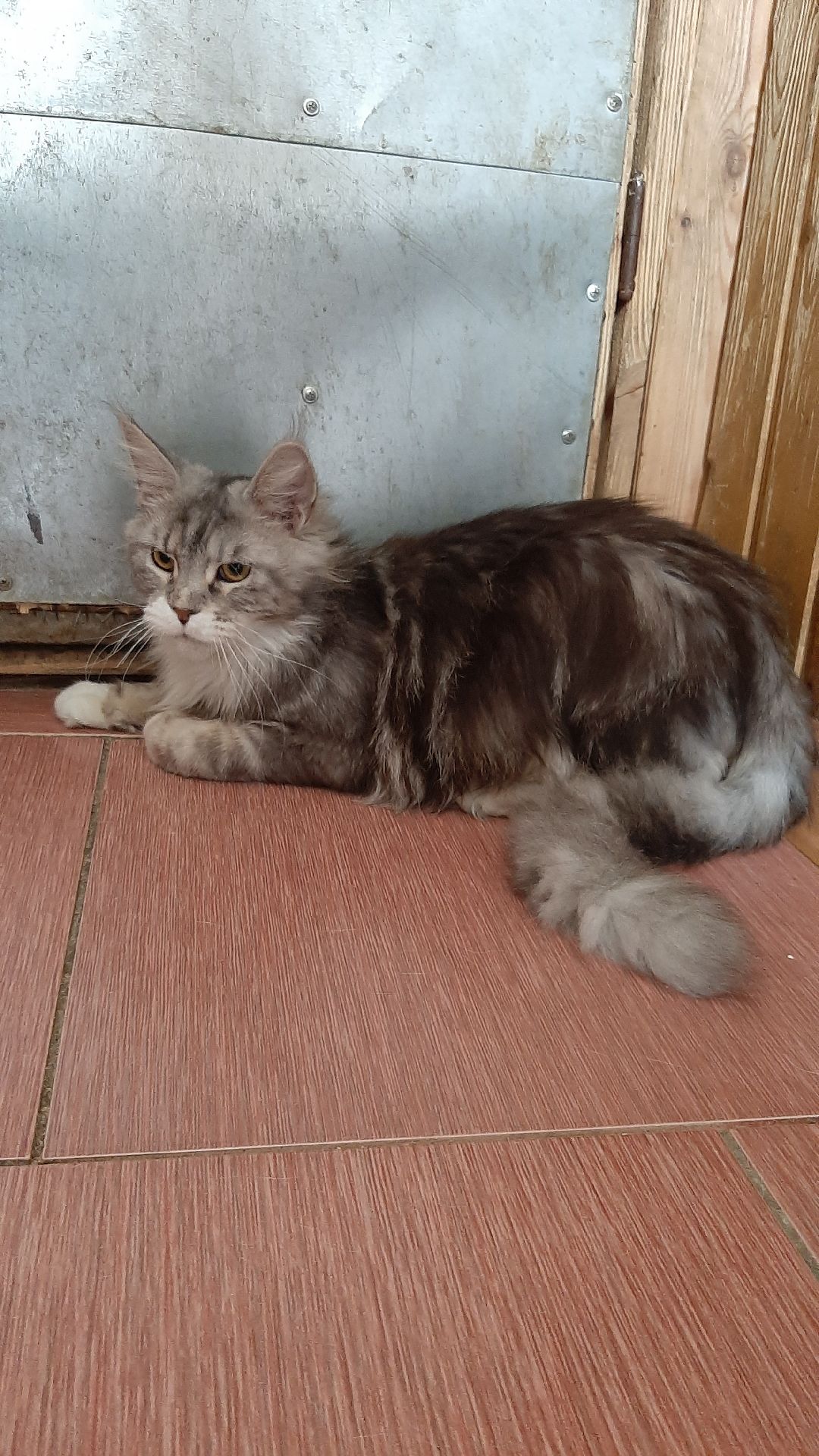 волонтеры, животные, благотворительность, Серпухов