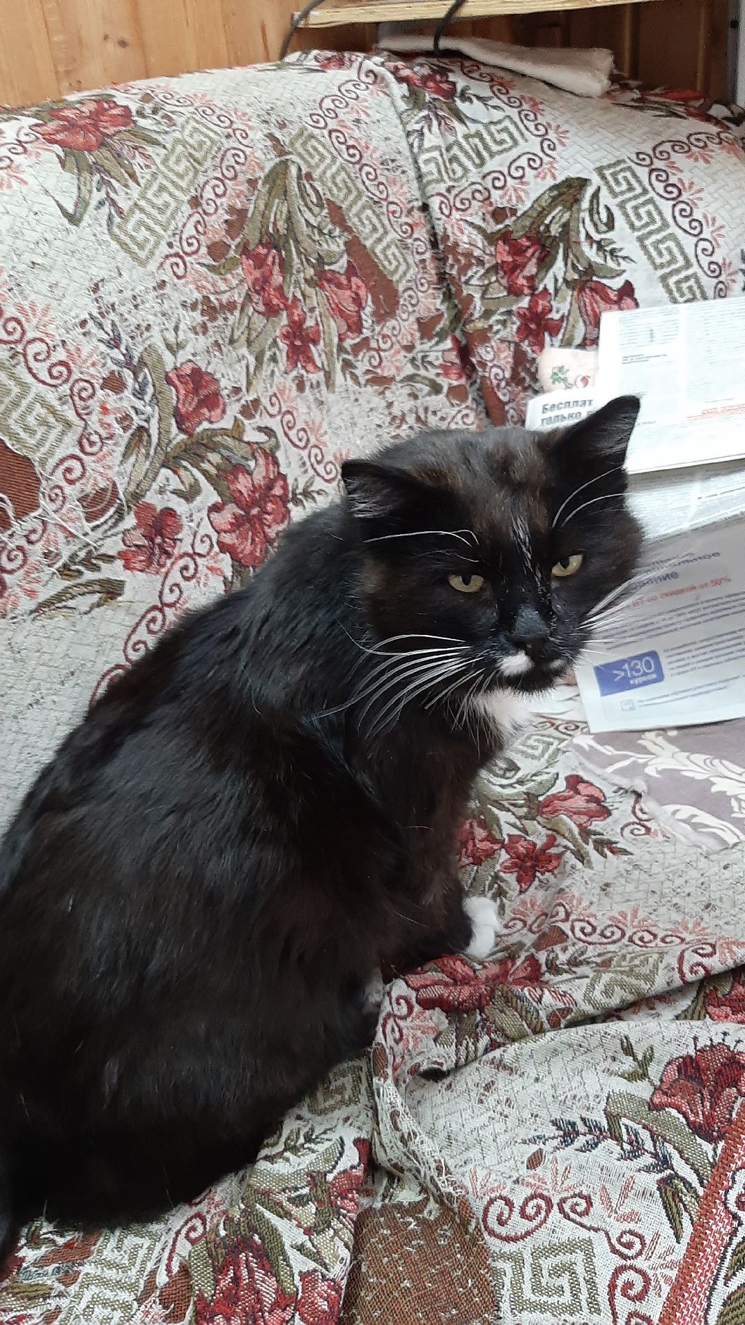 волонтеры, животные, благотворительность, Серпухов