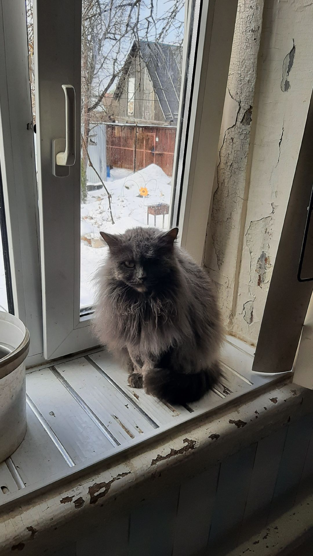 волонтеры, животные, благотворительность, Серпухов