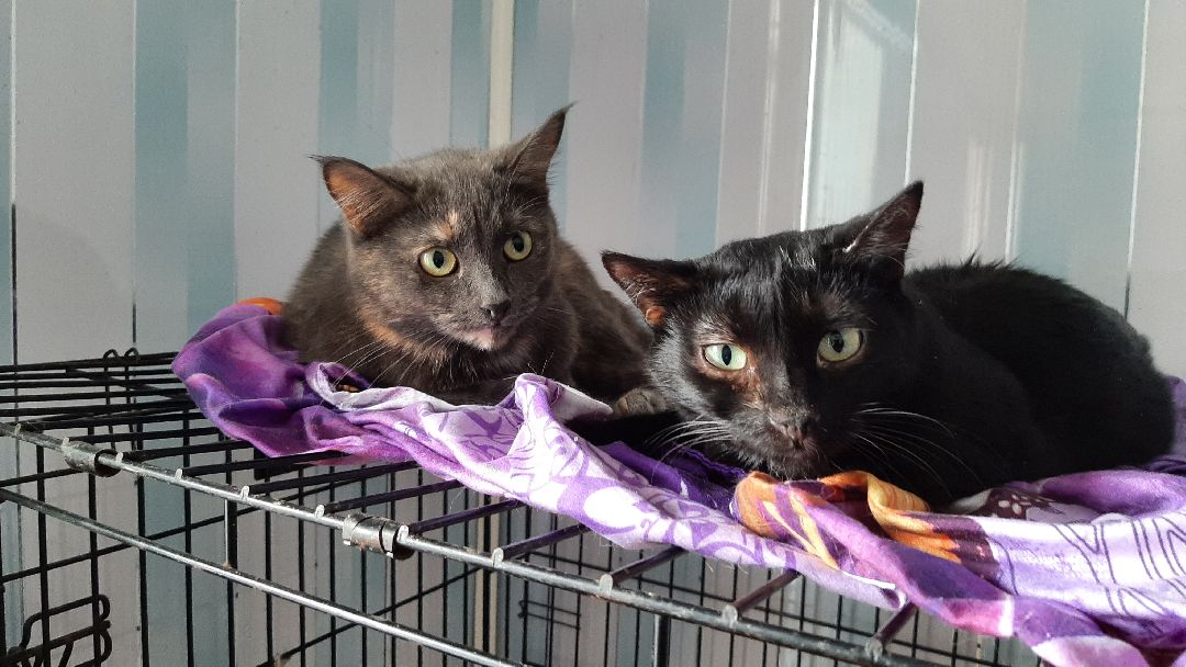 волонтеры, животные, благотворительность, Серпухов