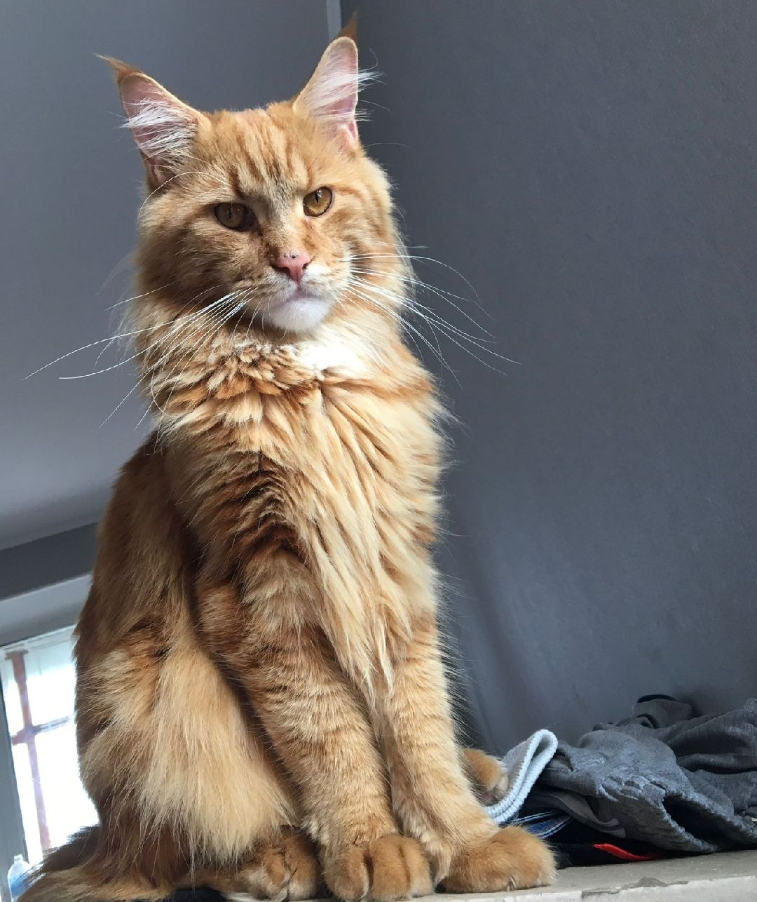 волонтеры, животные, благотворительность, Серпухов