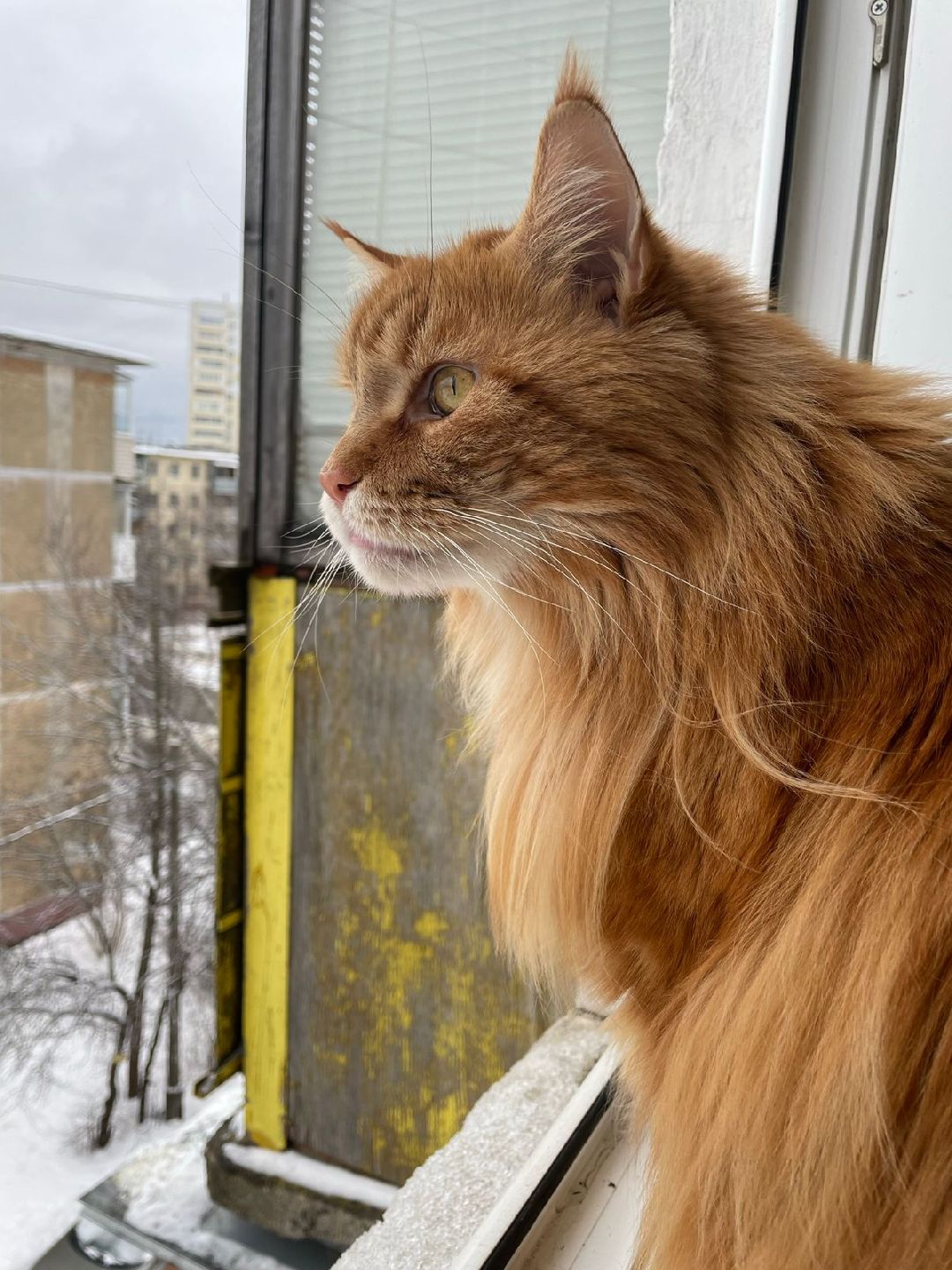 волонтеры, животные, благотворительность, Серпухов